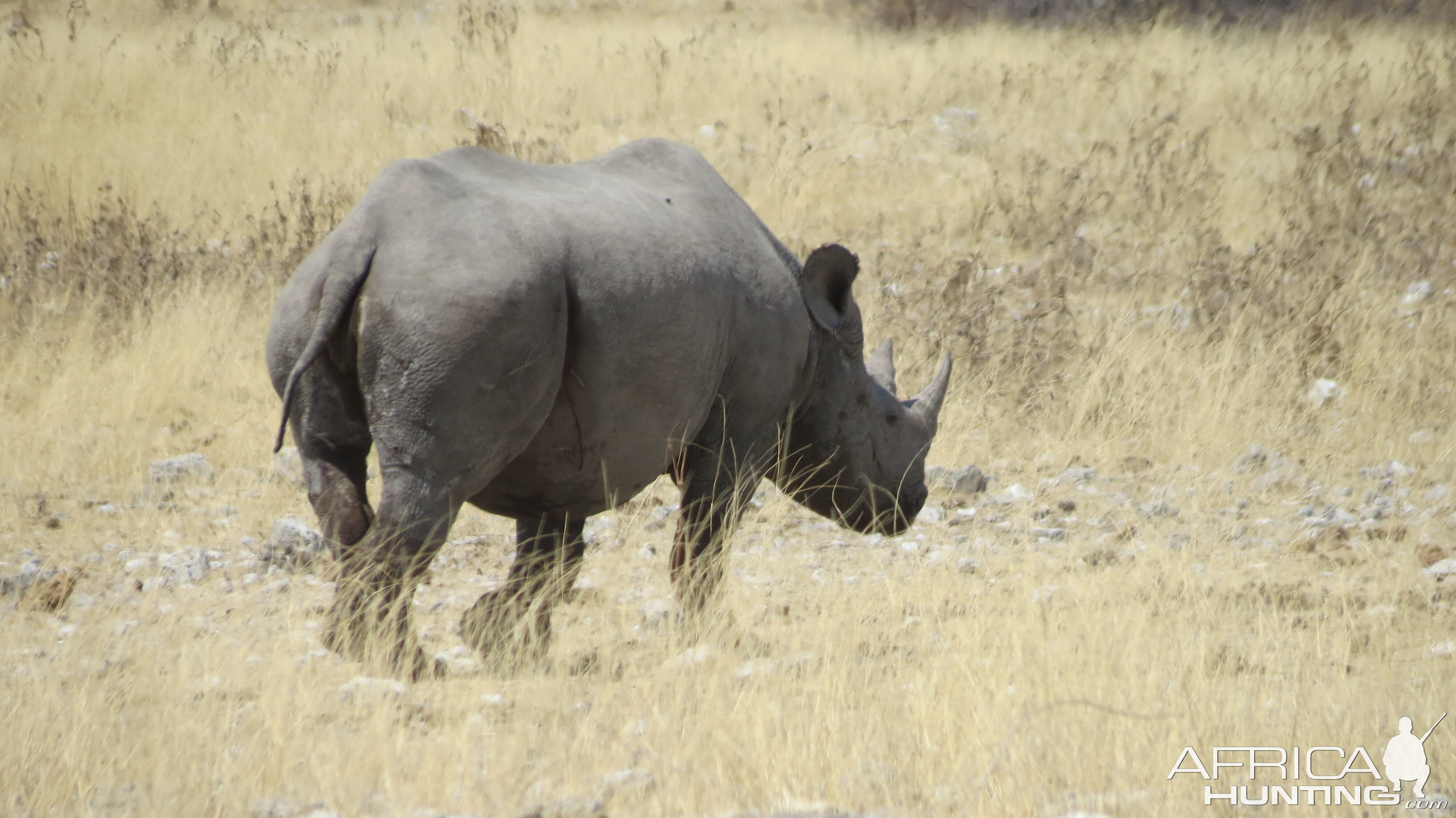 Black Rhino at Etosha National Park