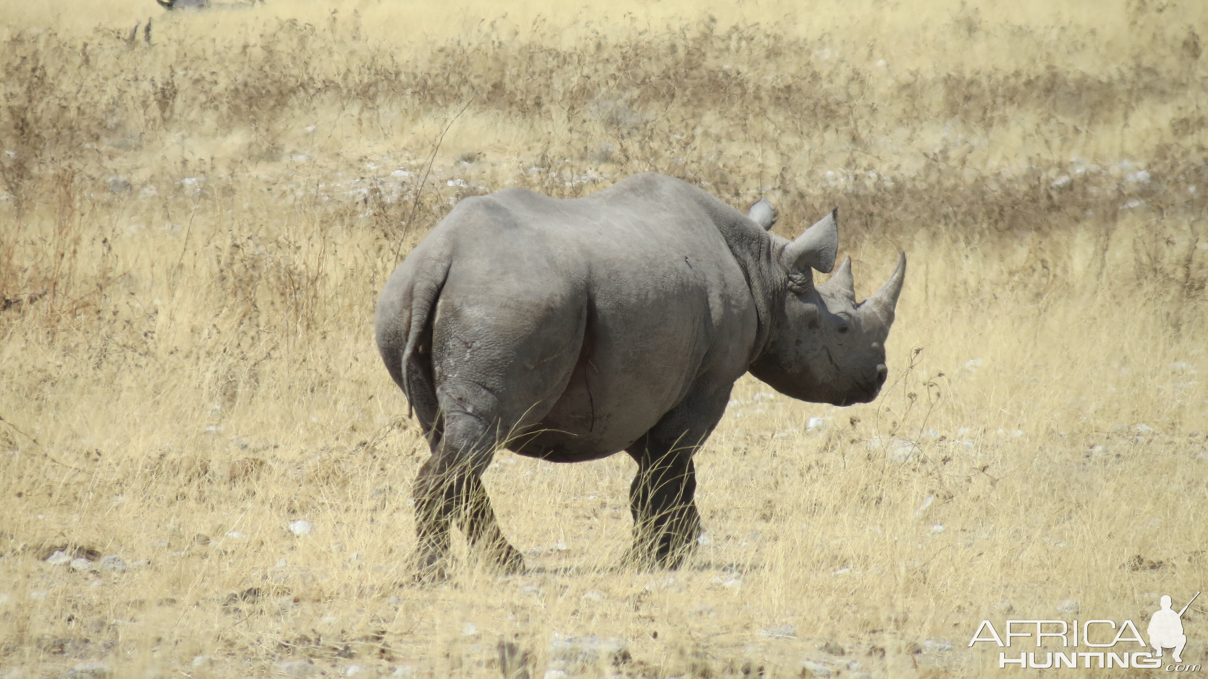 Black Rhino at Etosha National Park