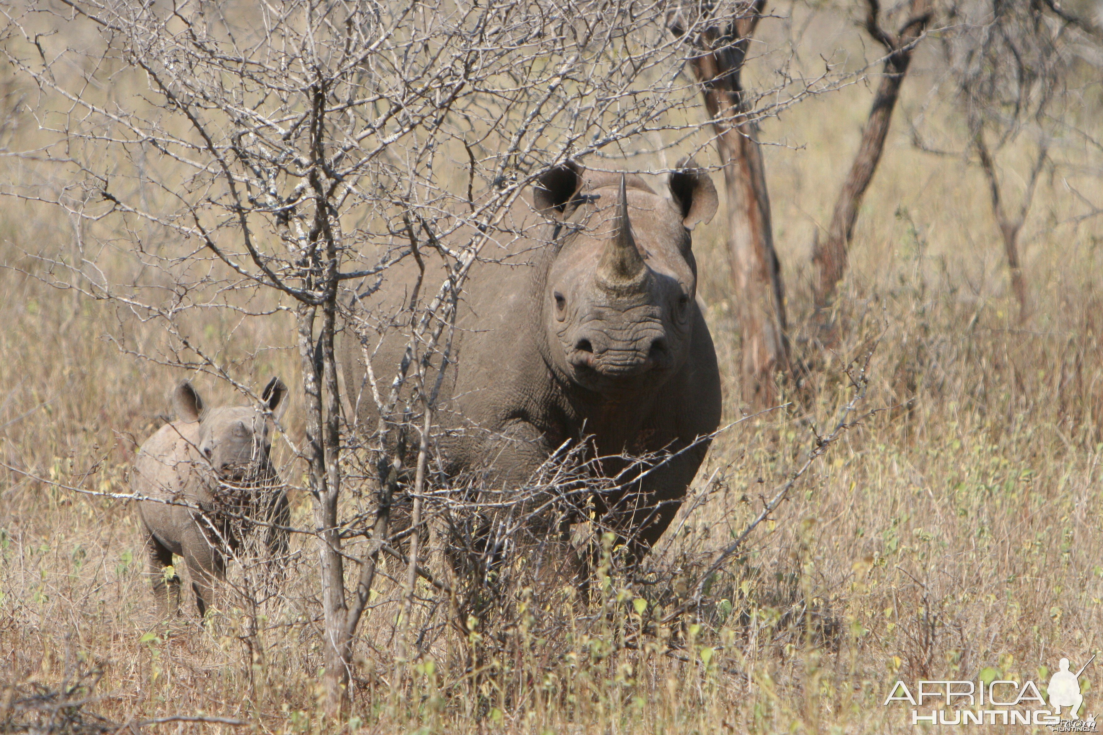 Black Rhino Cow & Calf