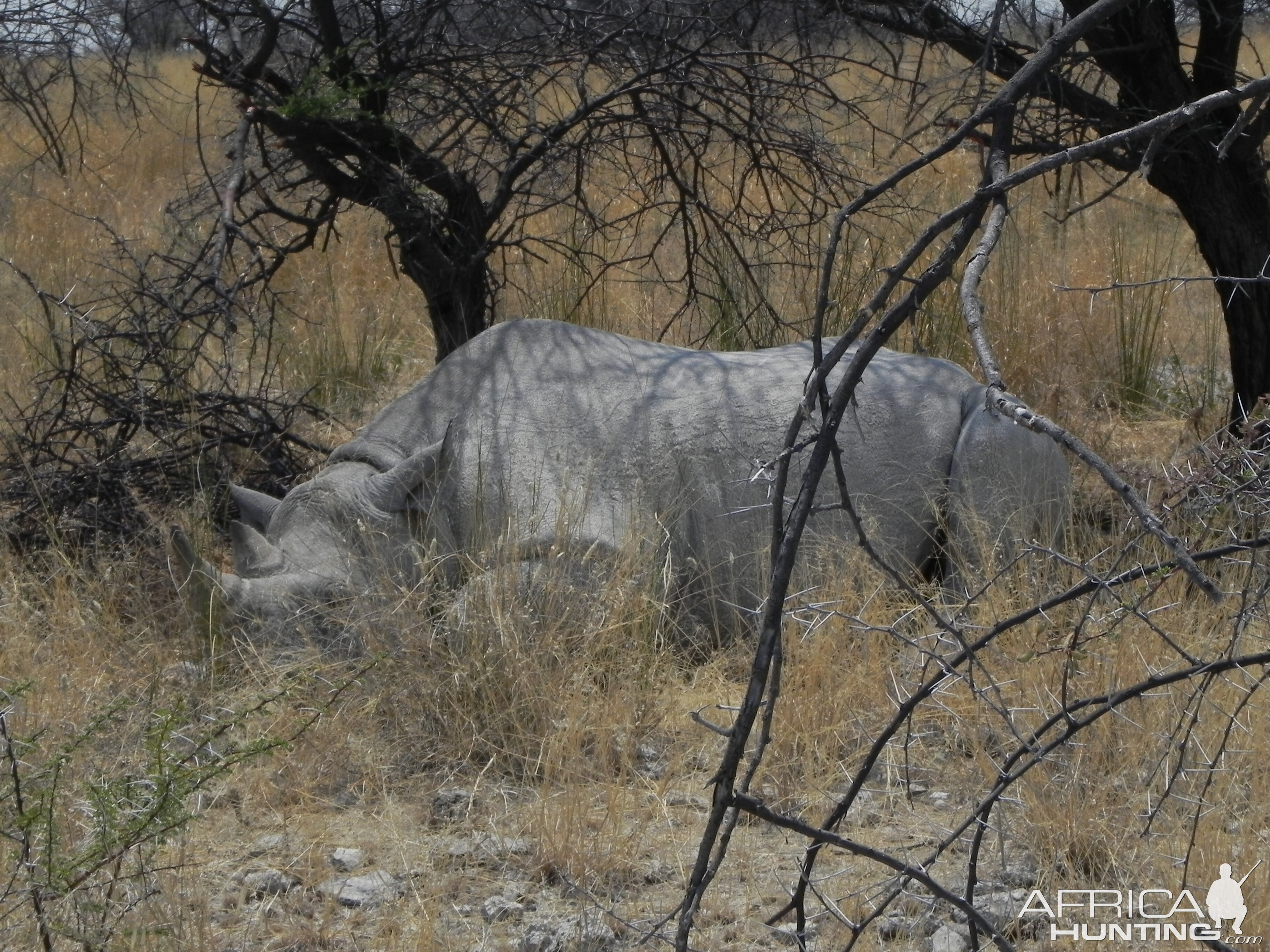 Black Rhino Etosha Namibia