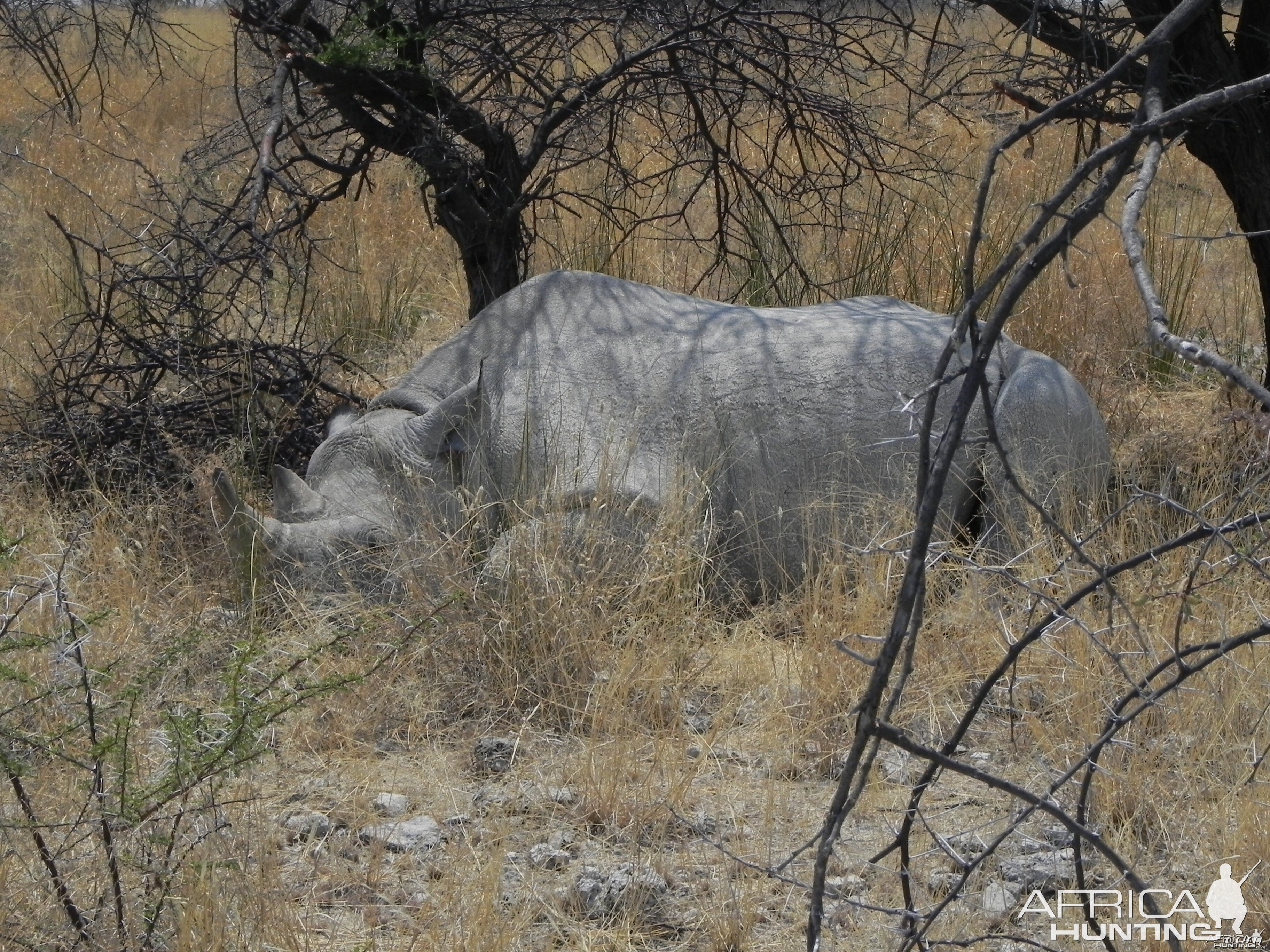 Black Rhino Etosha Namibia