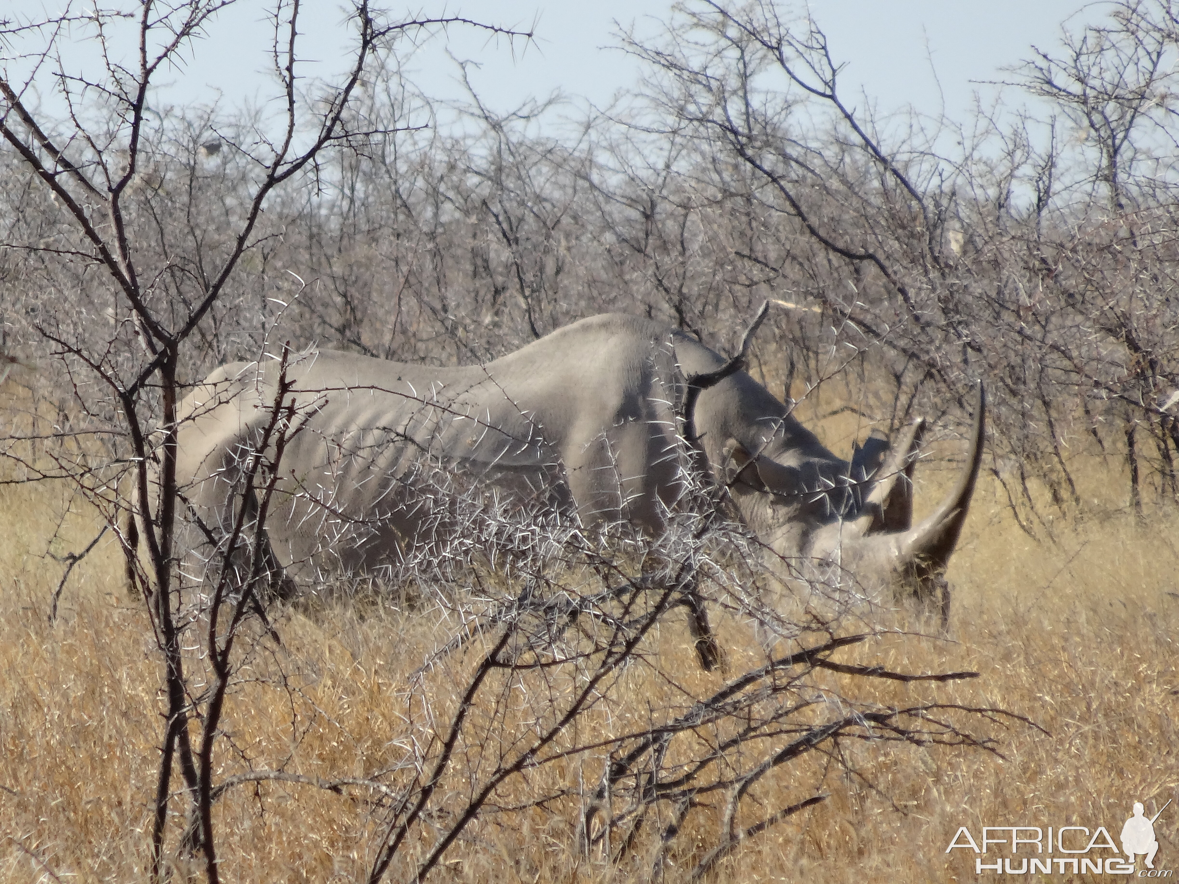 black rhino Etosha