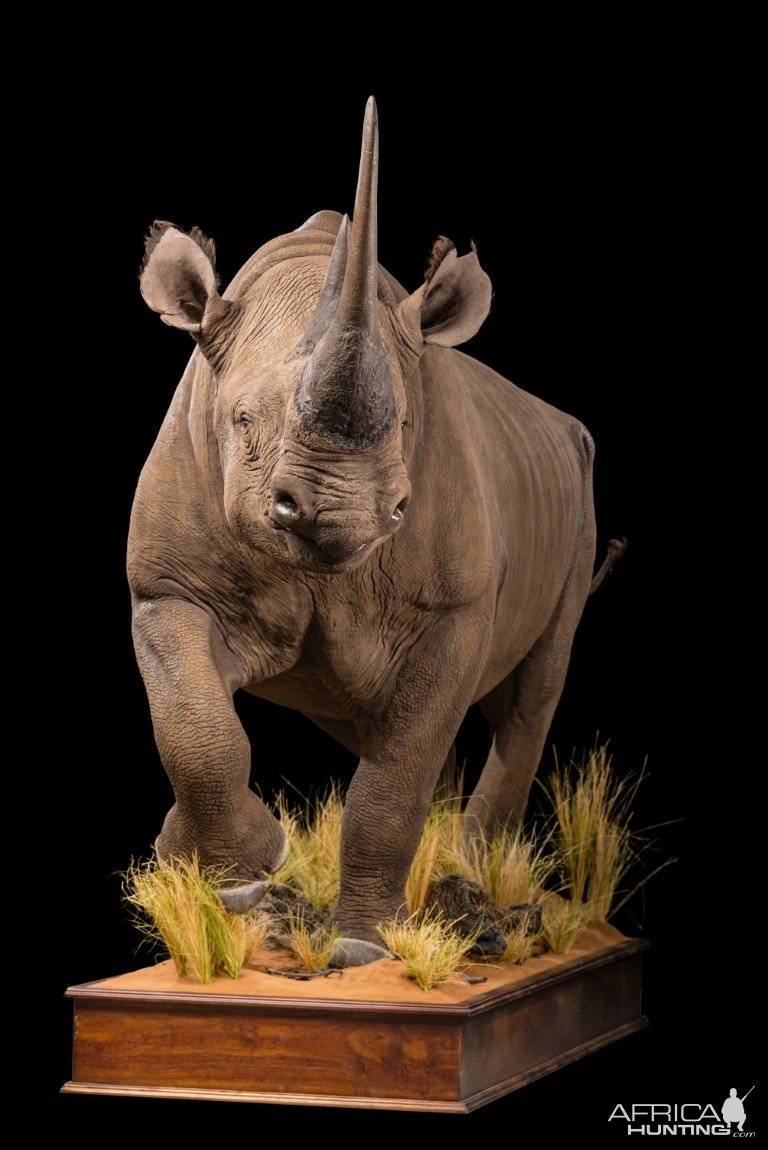 Black Rhino Full Mount Taxidermy