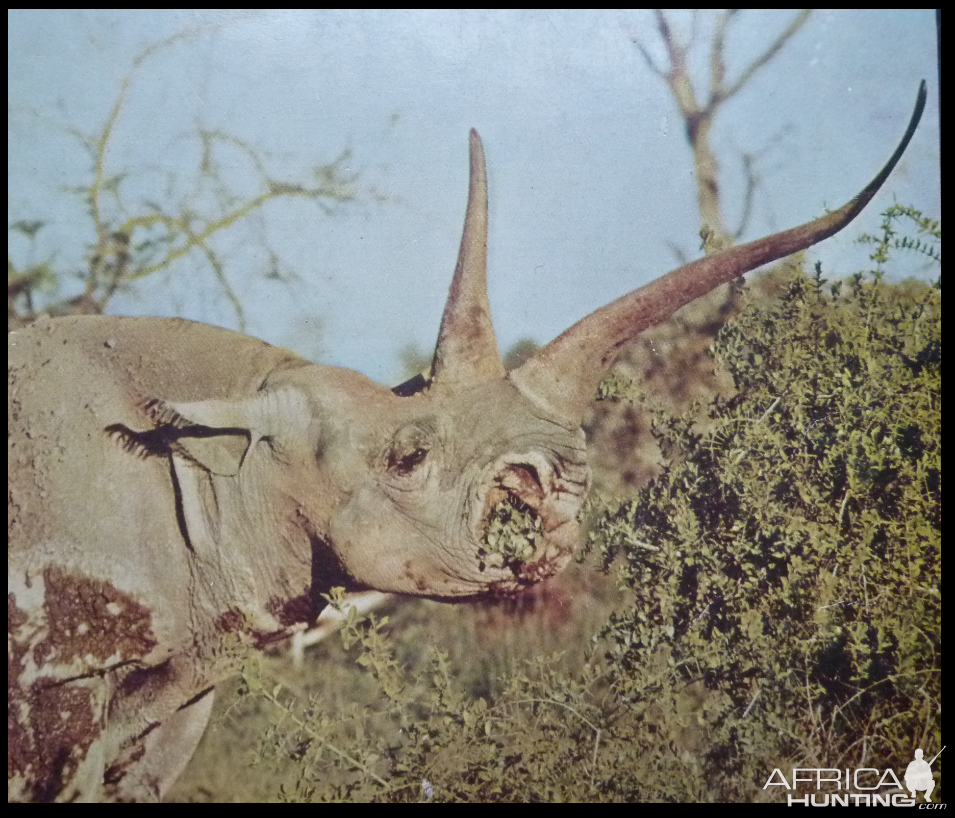 Black Rhino 'Gertie' of Kenya