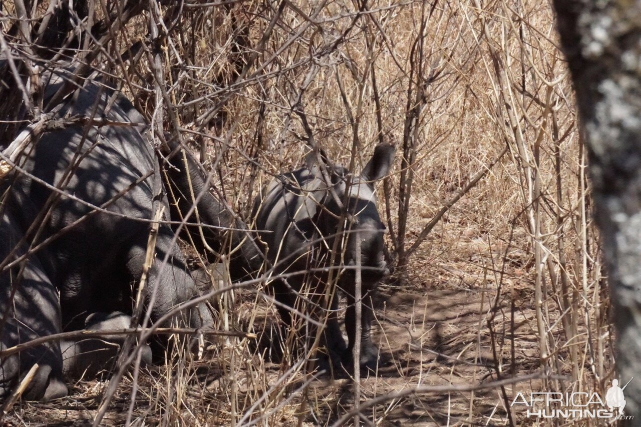 Black Rhino in Zimbabwe