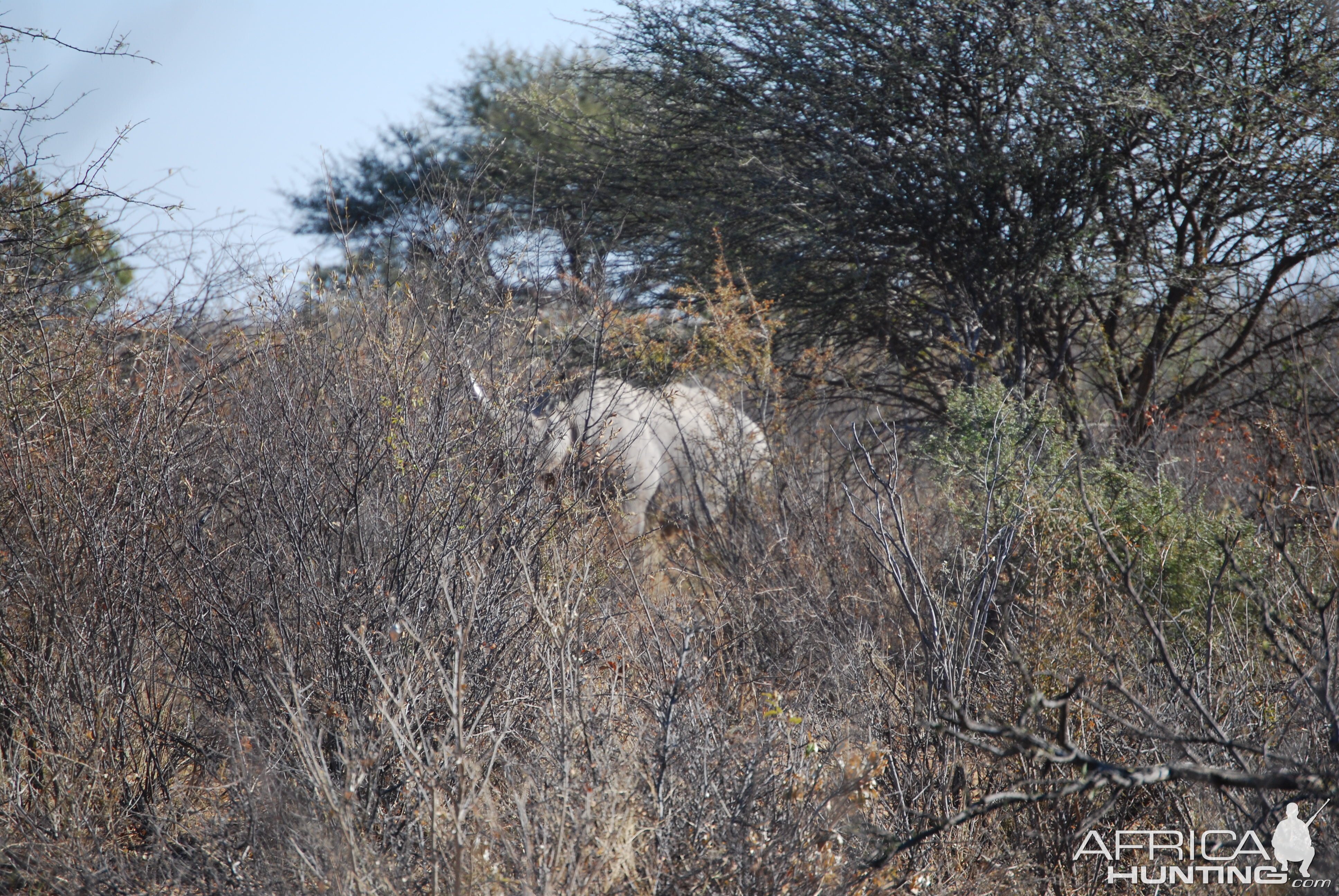 Black Rhino Namibia