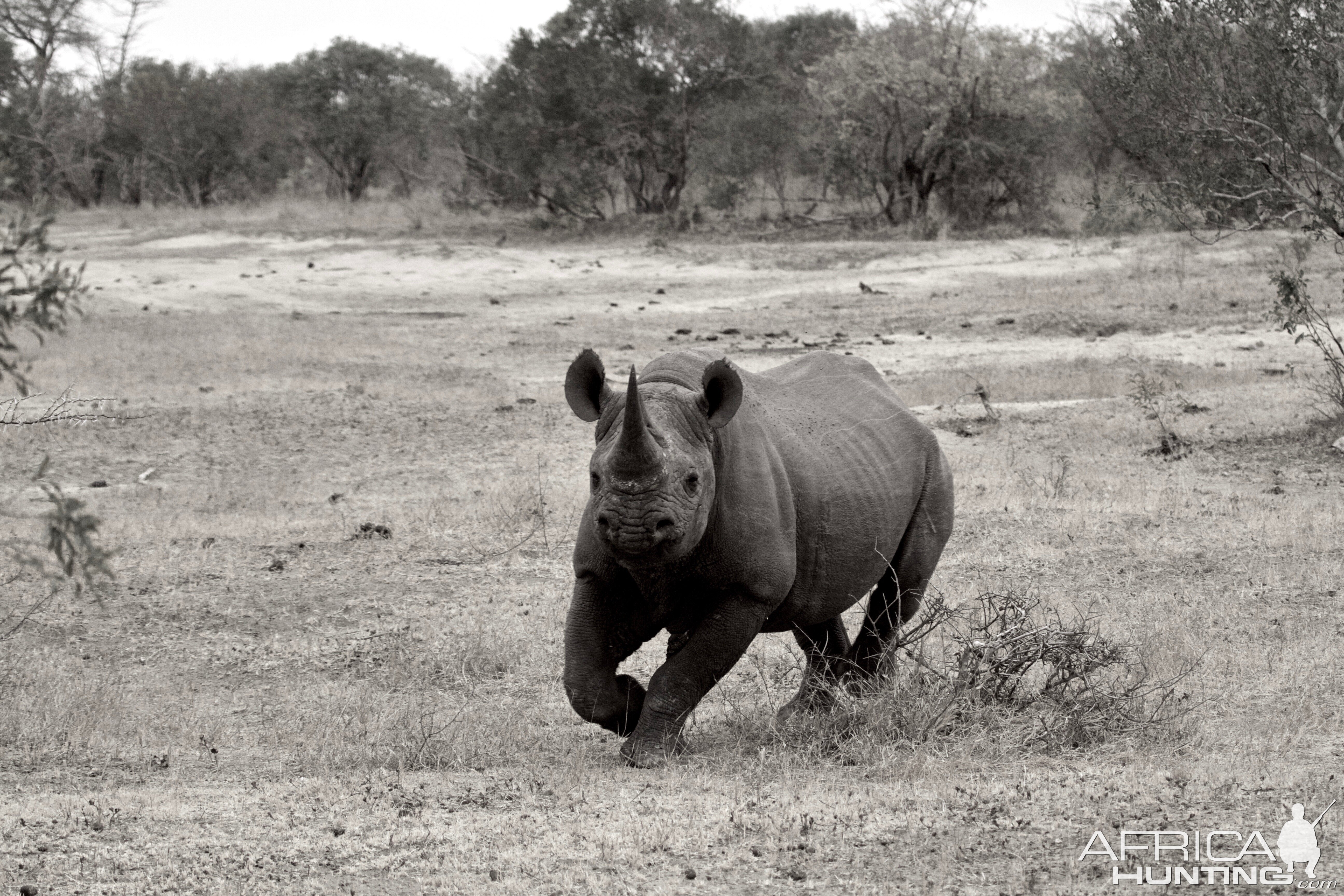 Black Rhino South Africa