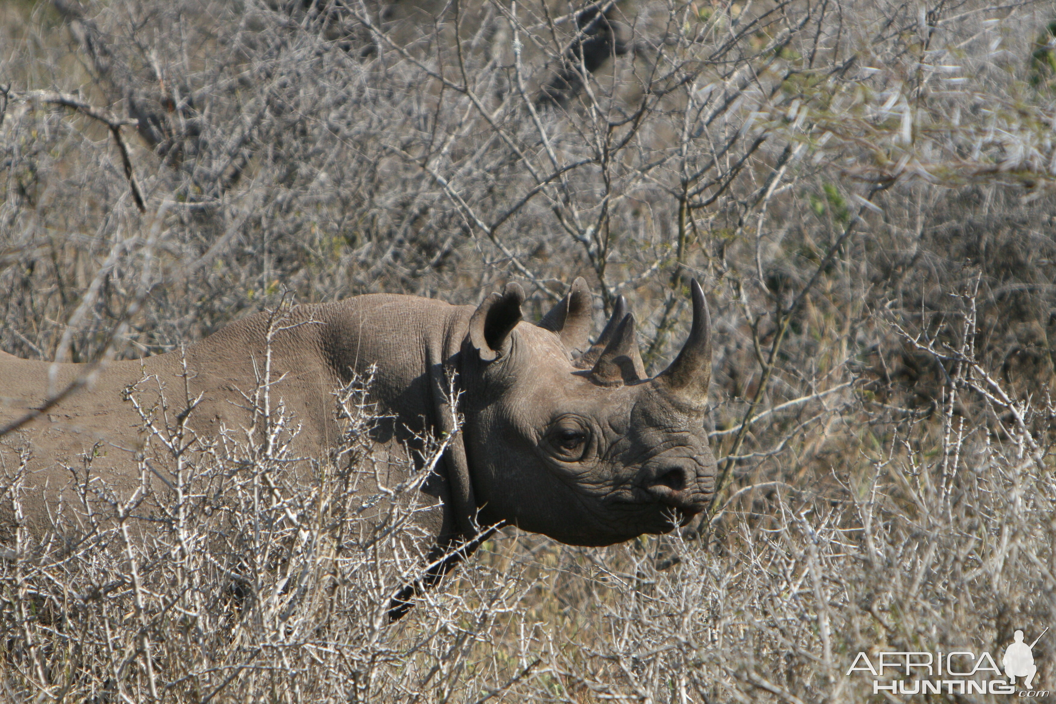 Black Rhino