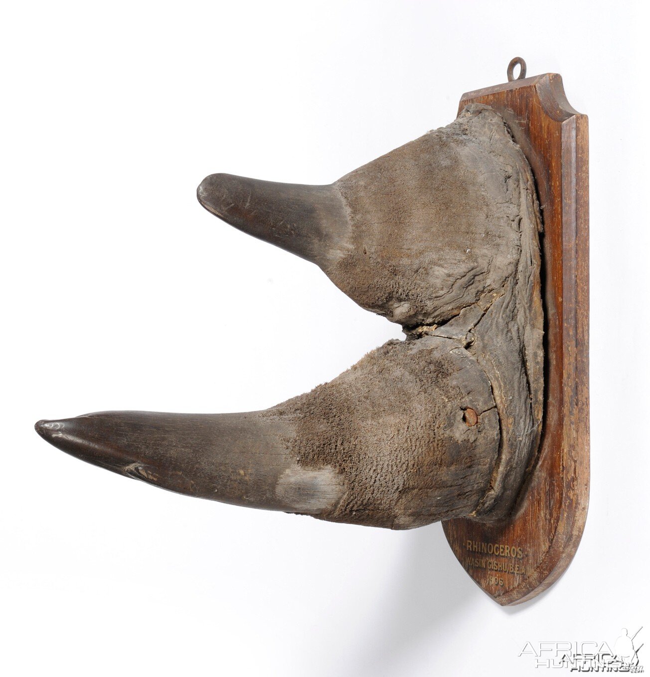 Black Rhinoceros Horns