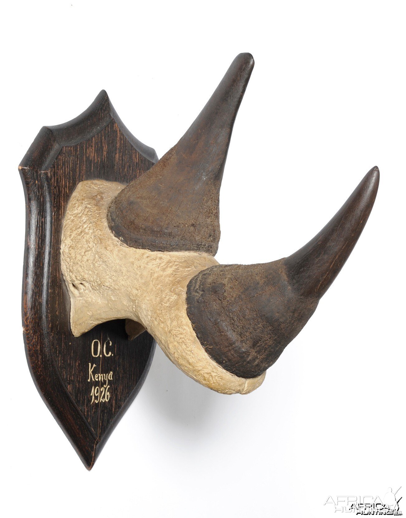 Black Rhinoceros Horns