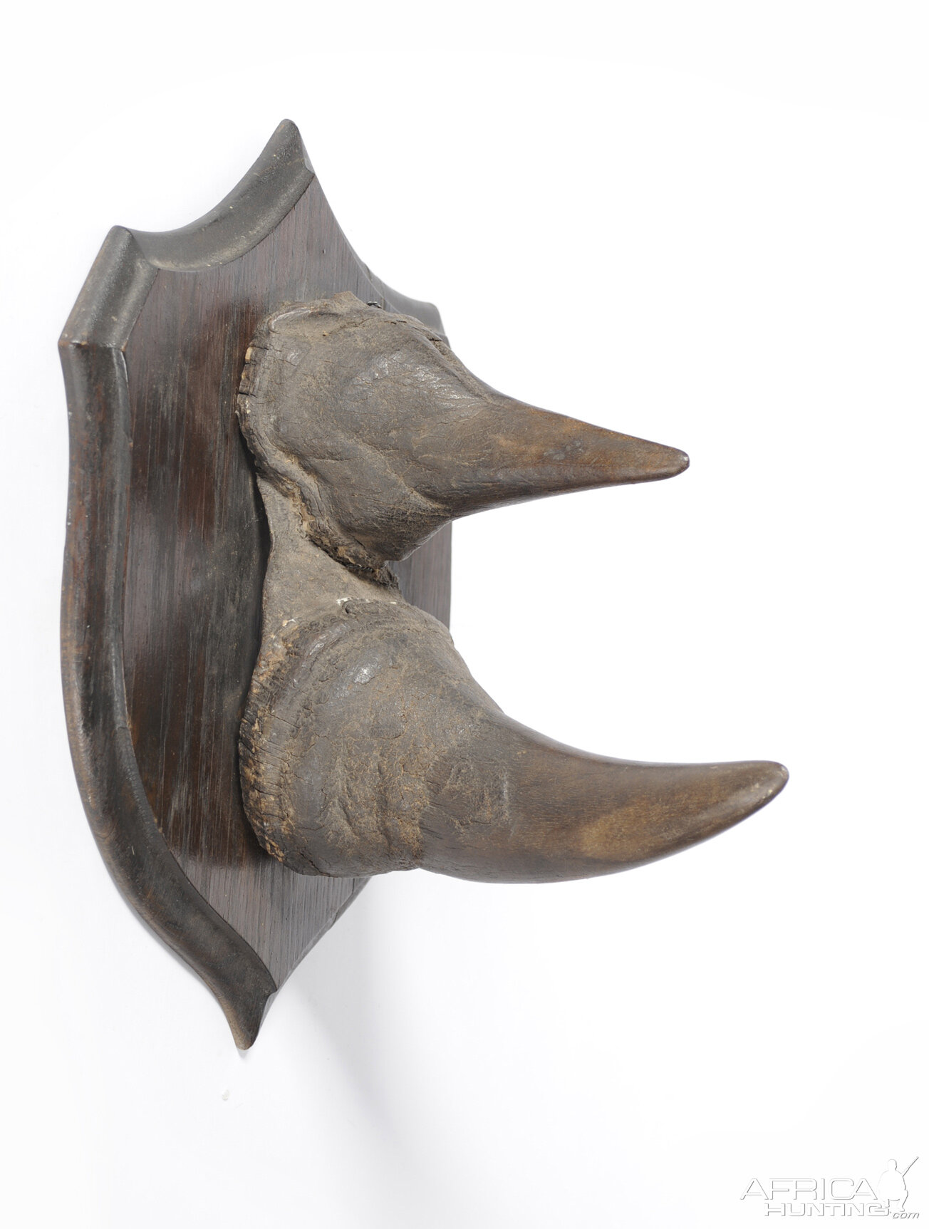 Black Rhinoceros Horns