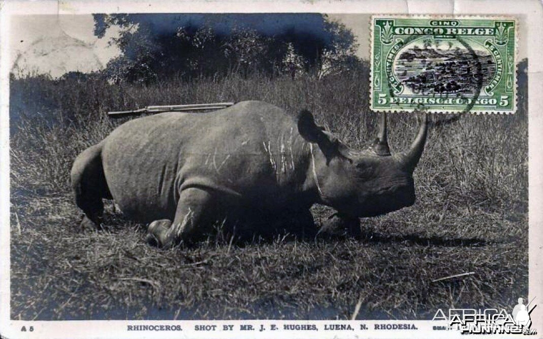 Black Rhinoceros Hunted in Rhodesia ca 1919