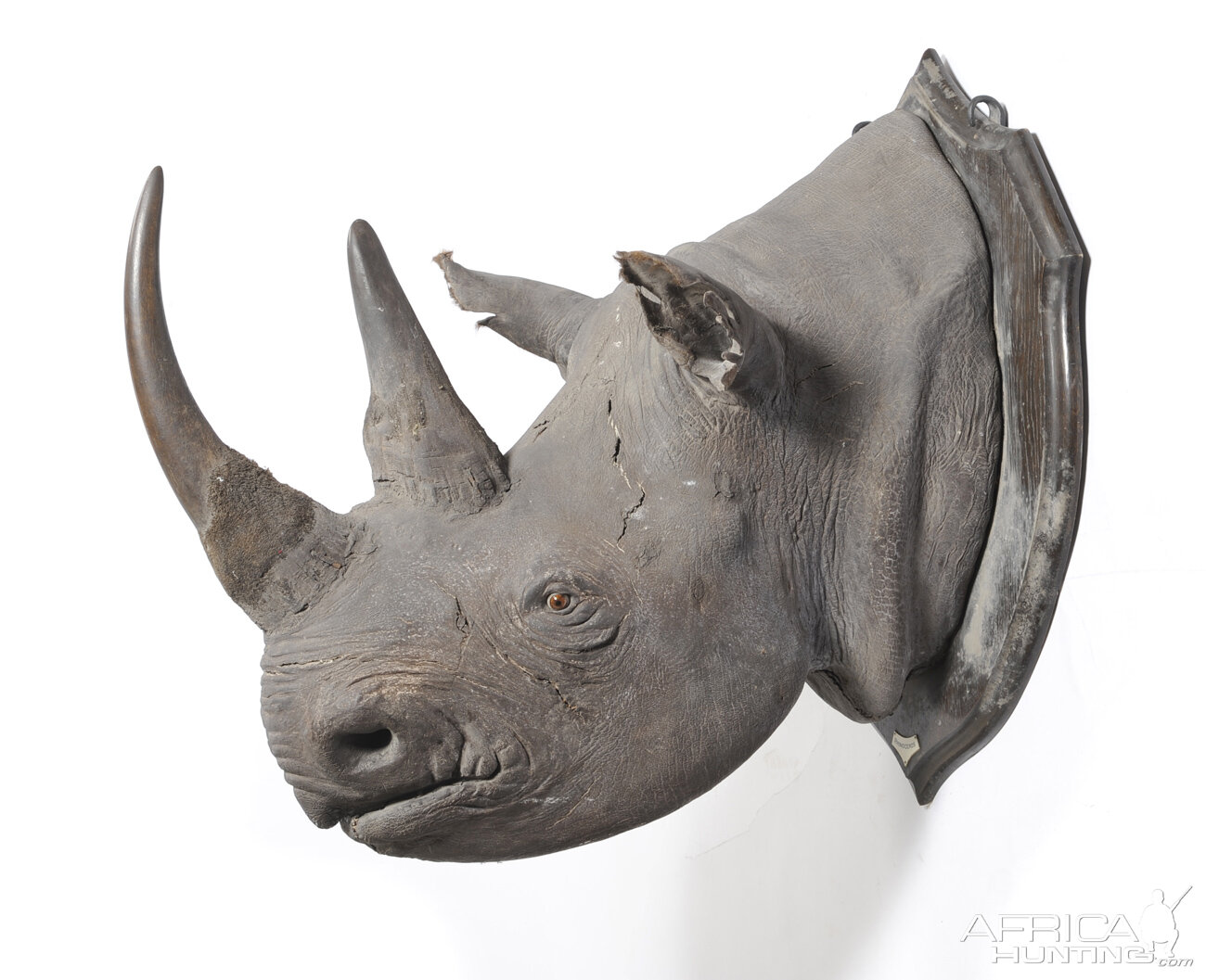 Black Rhinoceros Taxidermy Mount