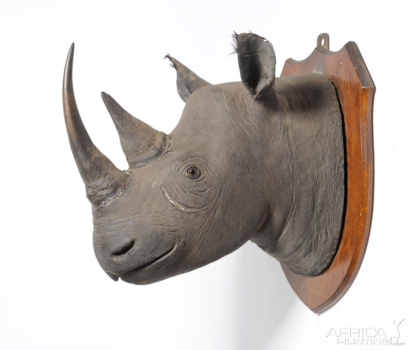 Black Rhinoceros Taxidermy Mount