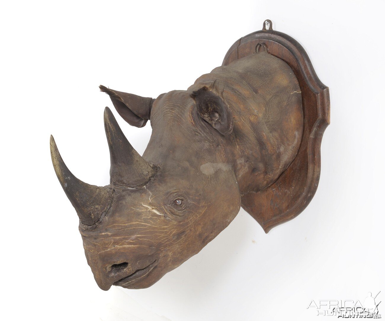 Black Rhinoceros Taxidermy Mount