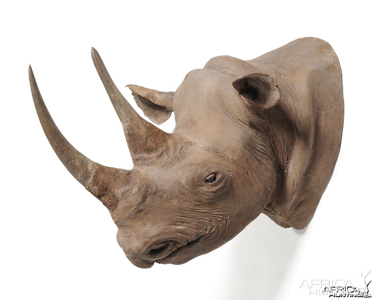 Black Rhinoceros Taxidermy Mount