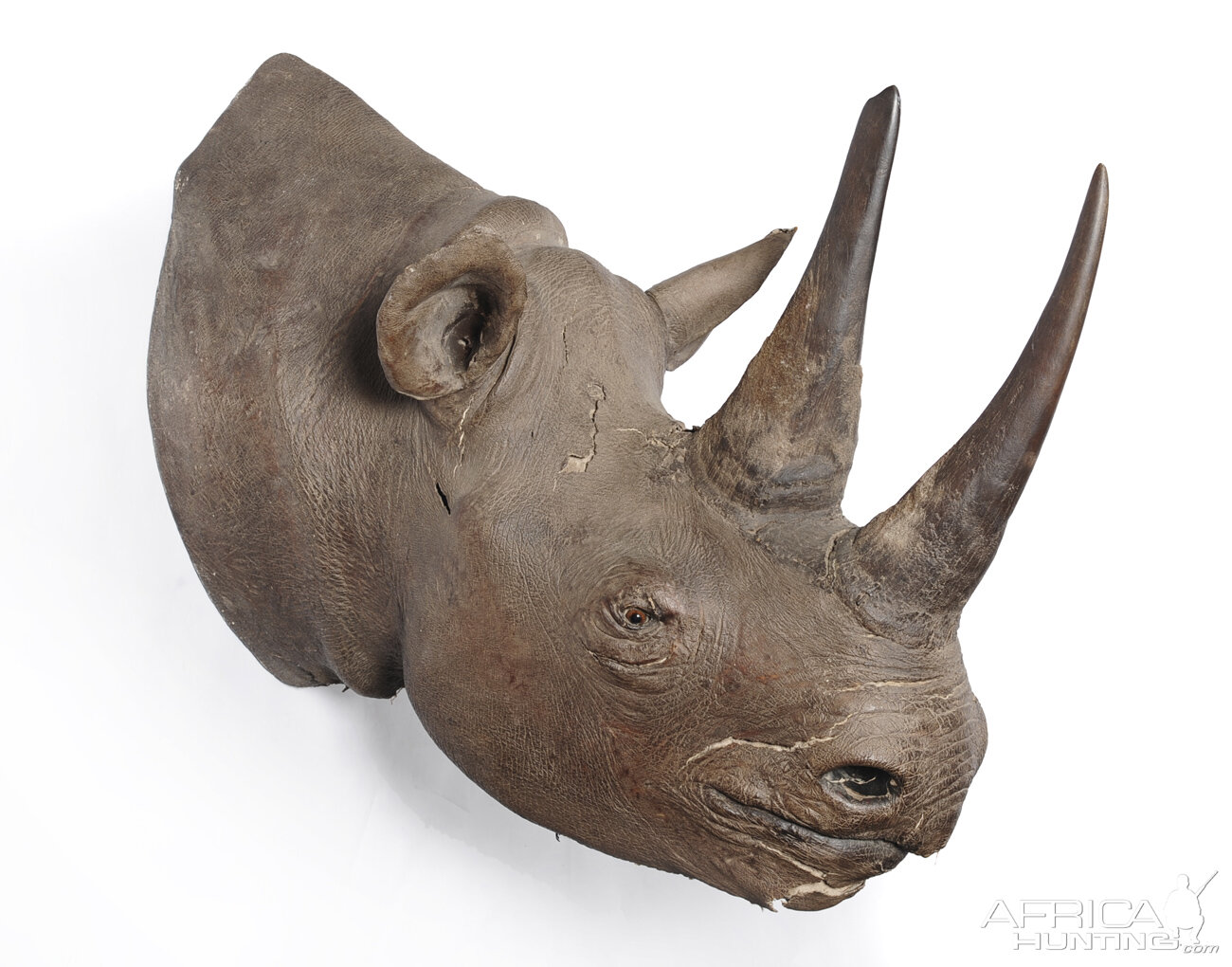 Black Rhinoceros Taxidermy Mount