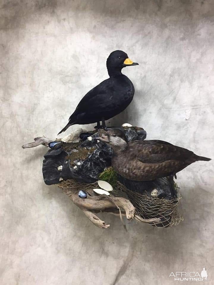 Black Scoter Full Mount Taxidermy