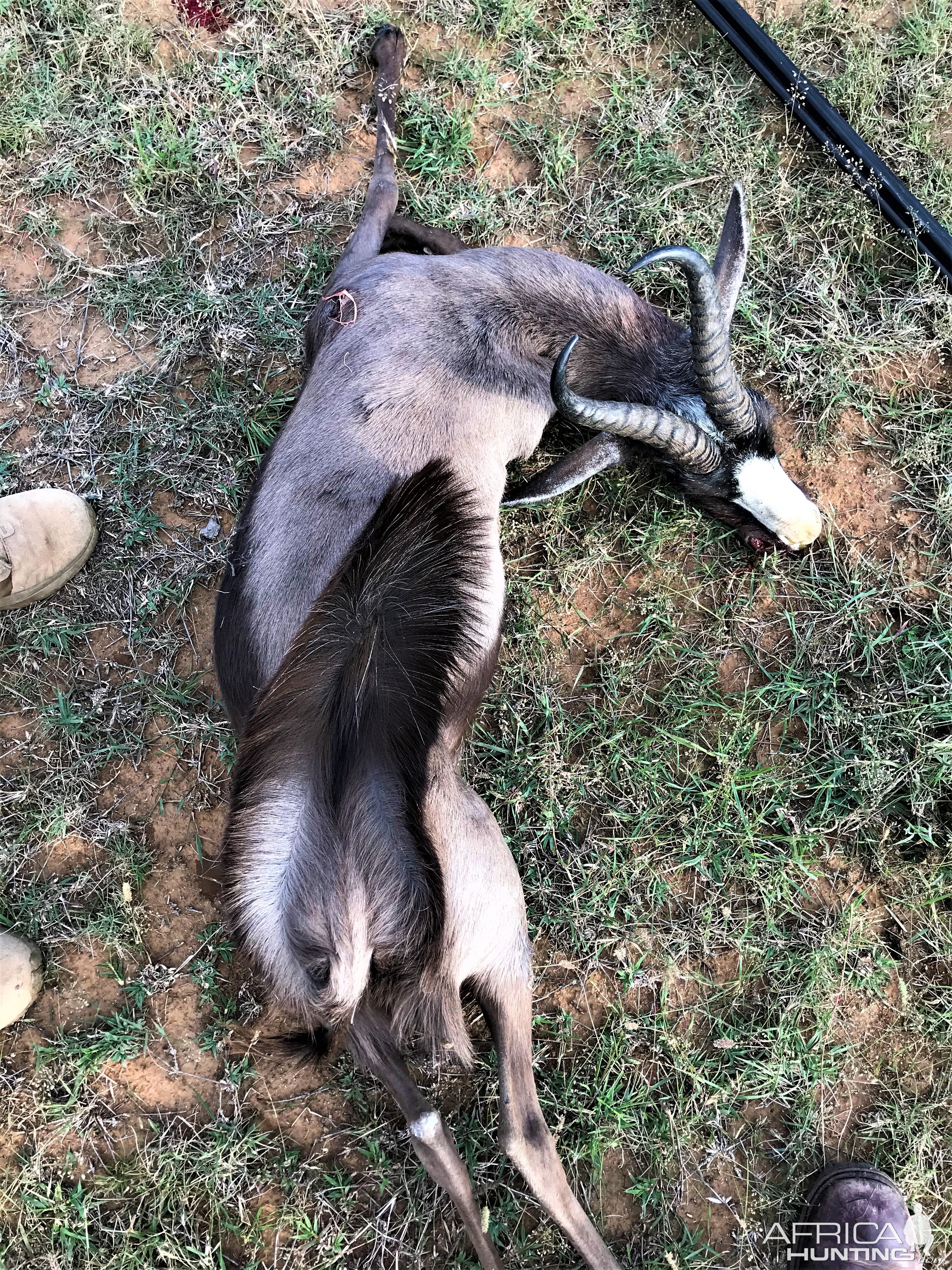 Black Springbok Eastern Cape South Africa