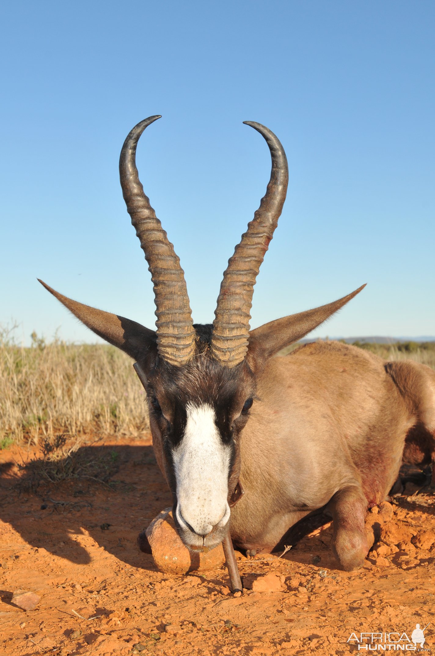 Black Springbok Hunt Karoo South Africa