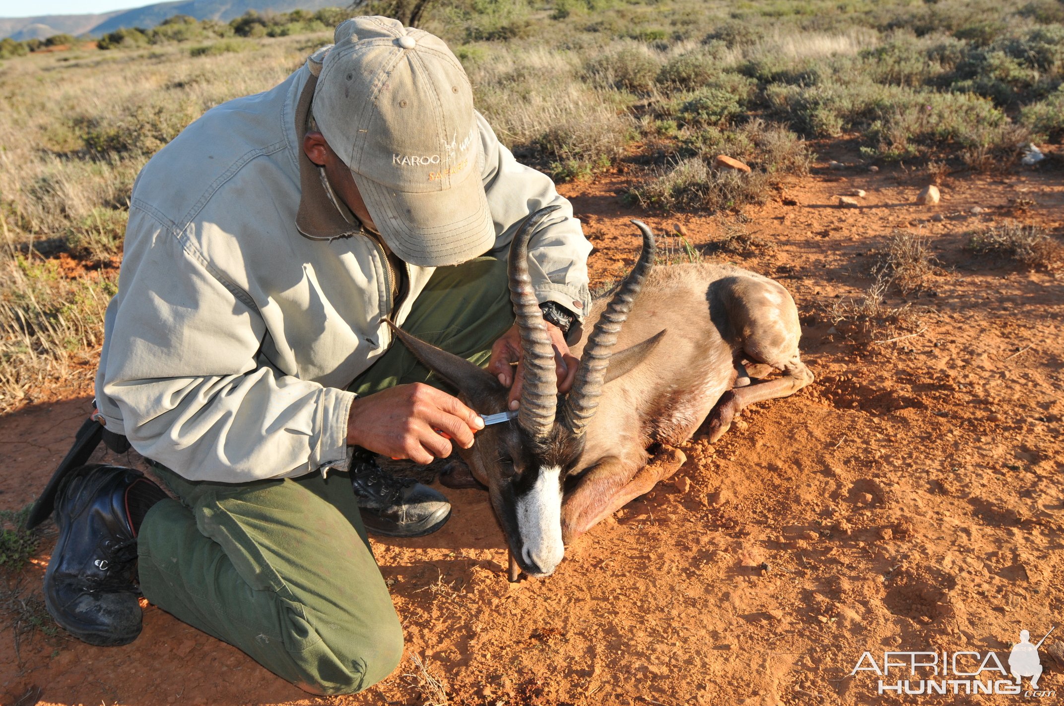 Black Springbok Hunt Karoo South Africa