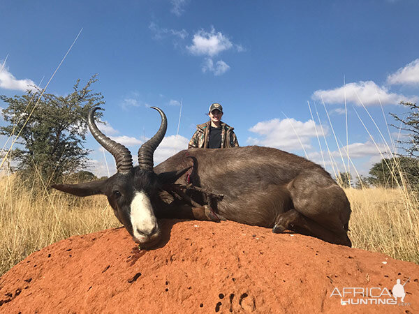 Black Springbok Hunt South Africa