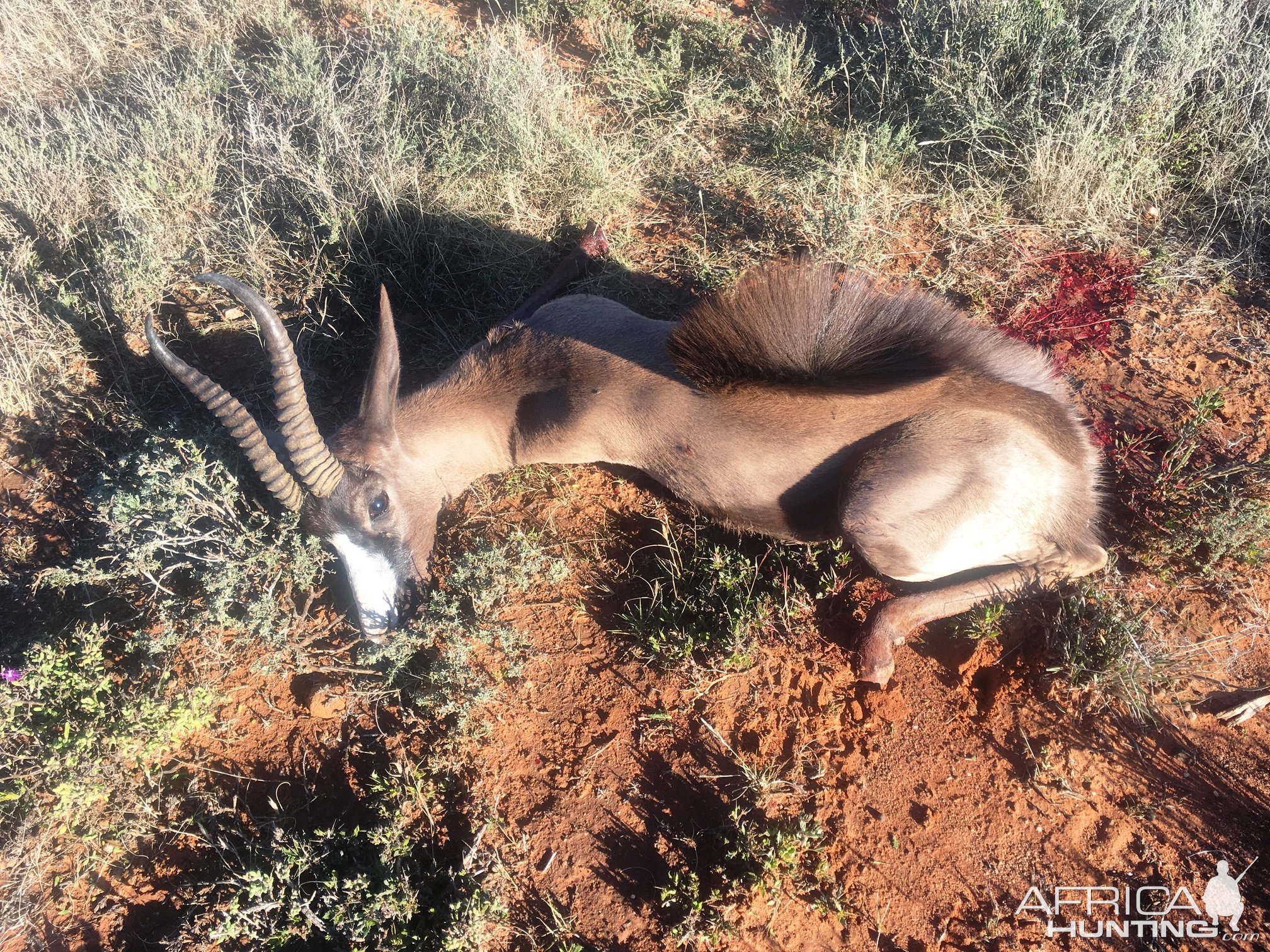 Black Springbok Hunting Karoo South Africa