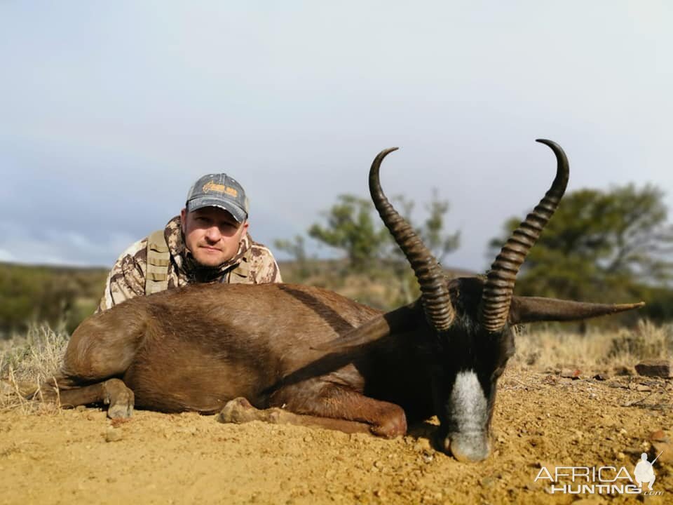 Black Springbok Hunting South Africa