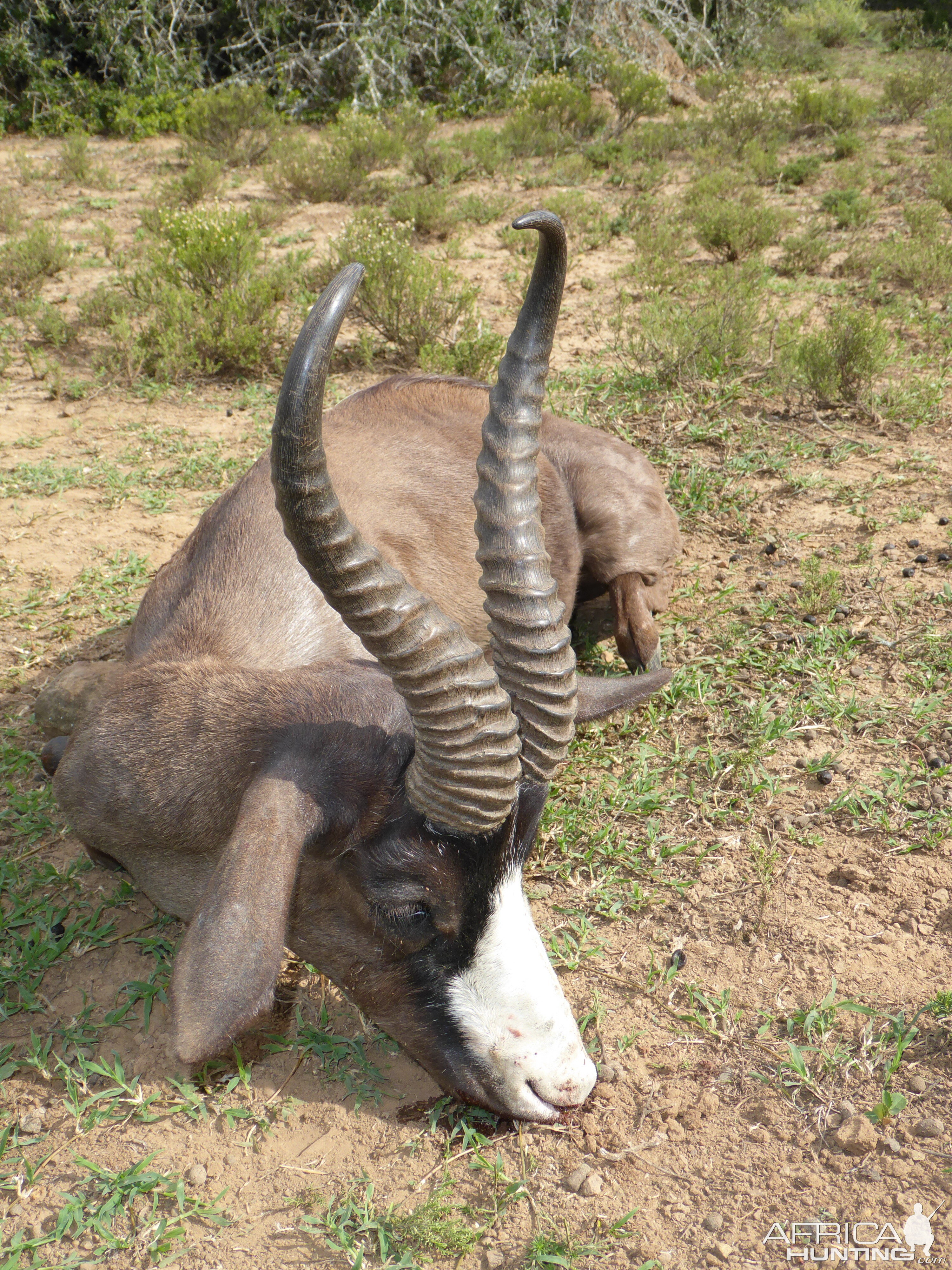 Black Springbok South Africa Hunt