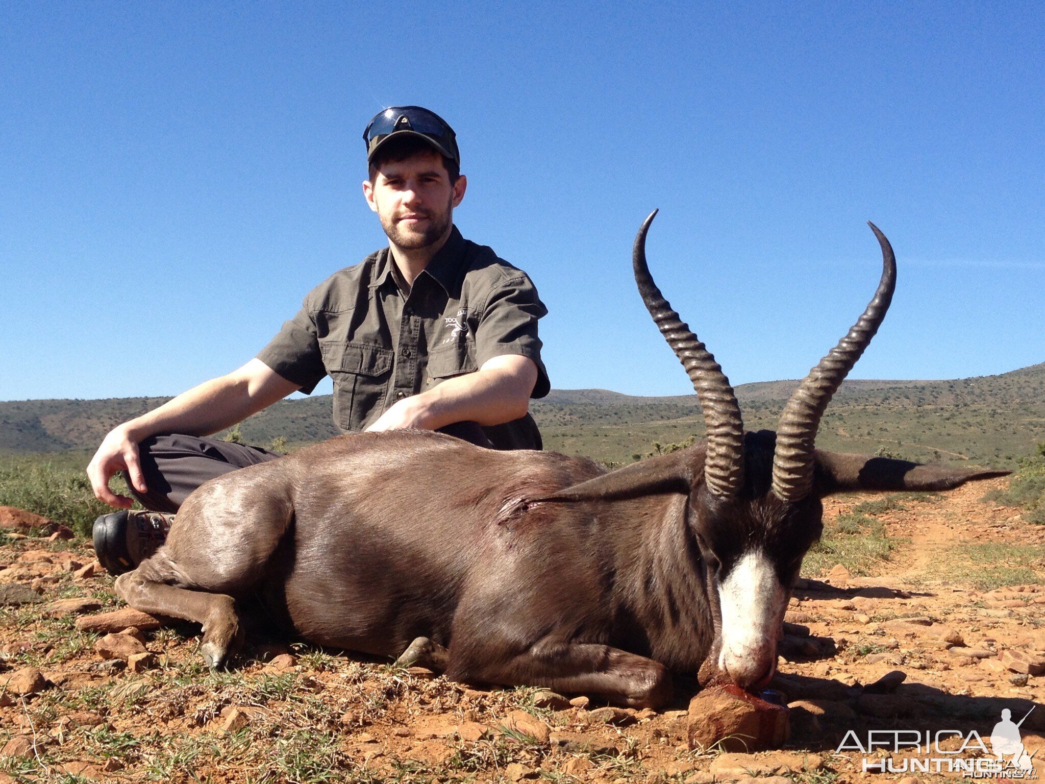 Black Springbuck