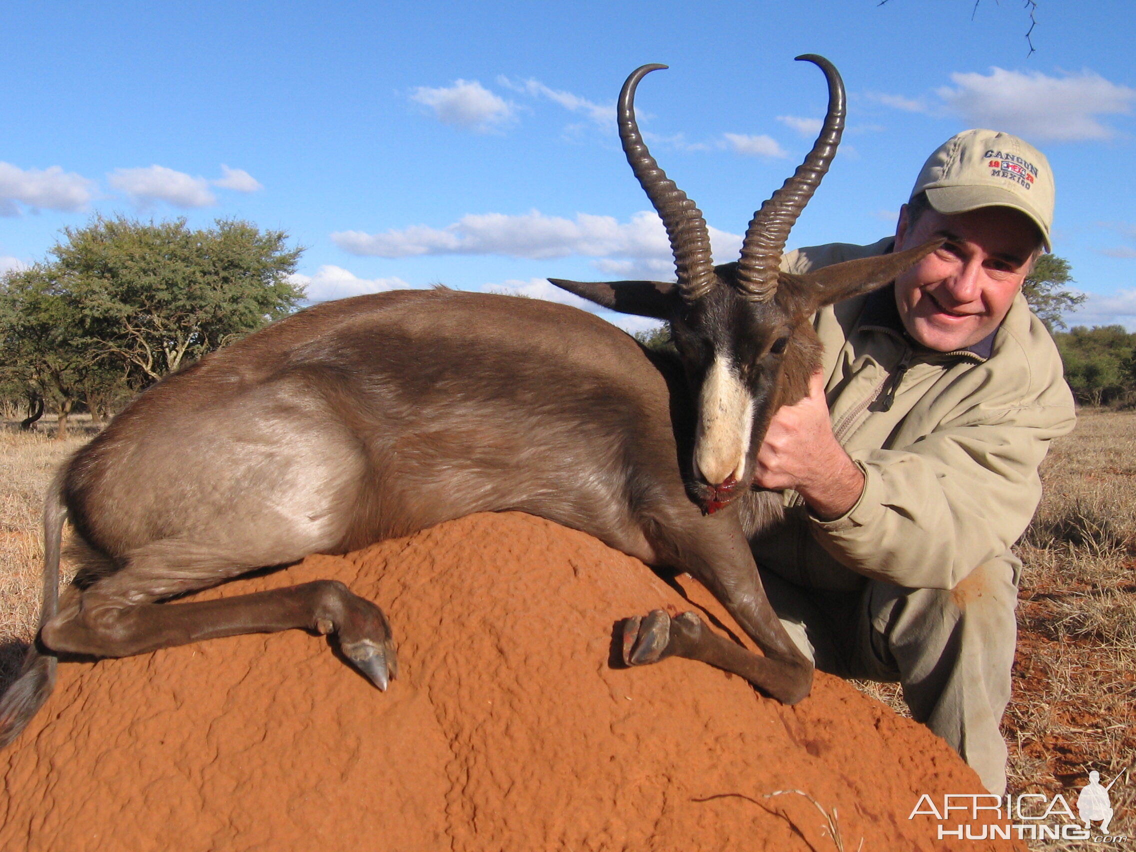 Black Springbuck