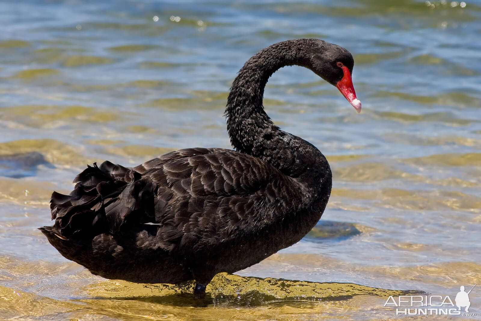 Black Swan New Zealand