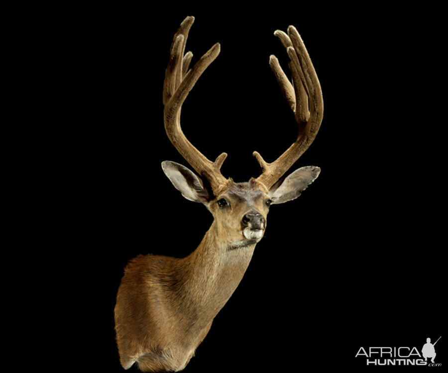 Black-tailed Deer Wall Pedestal Mount Taxidermy