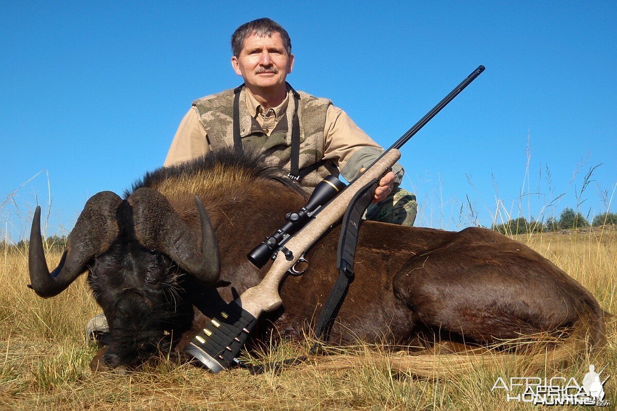 Black Wildebeast Limpopo South Africa 2012