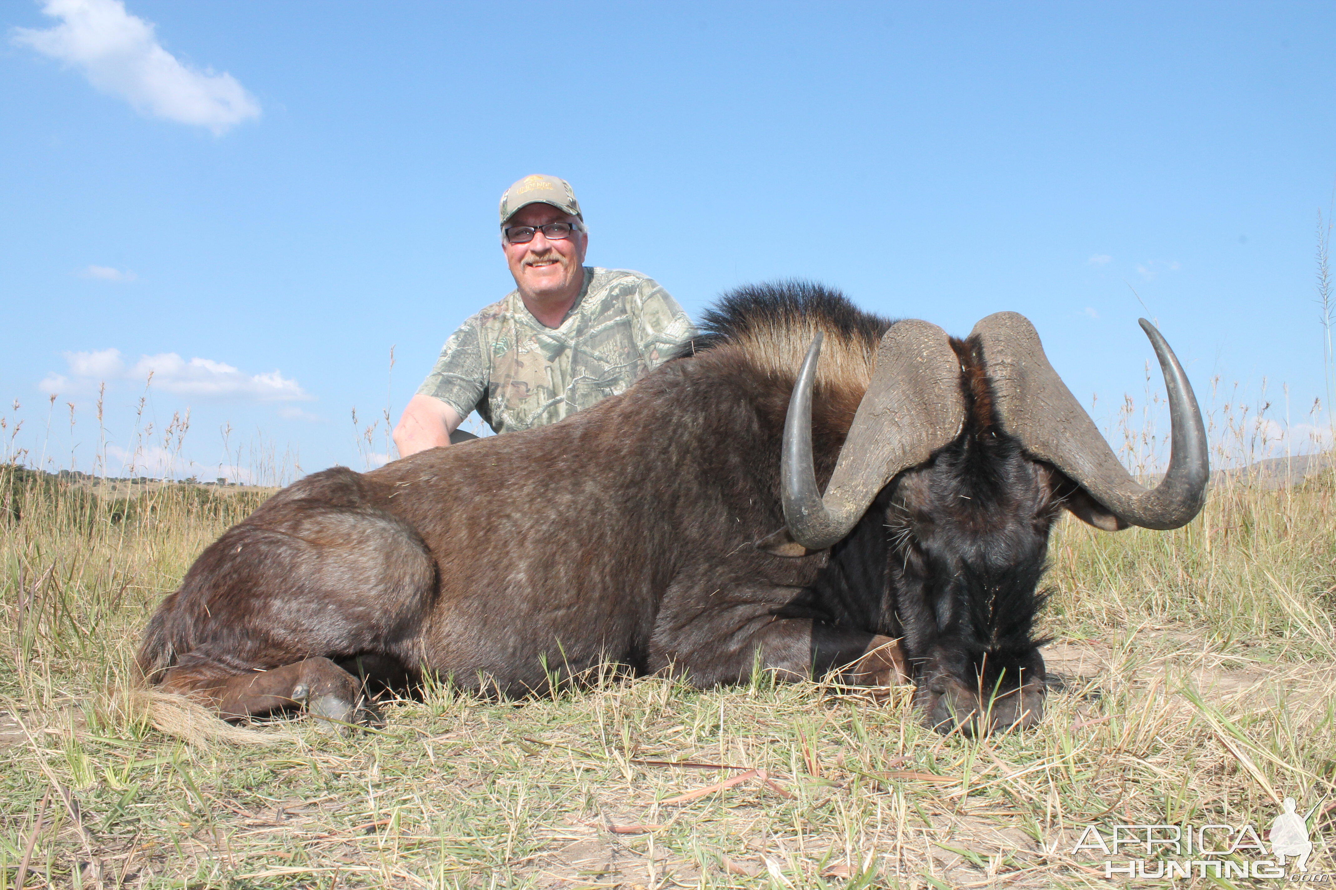 Black Wildebeast South Africa