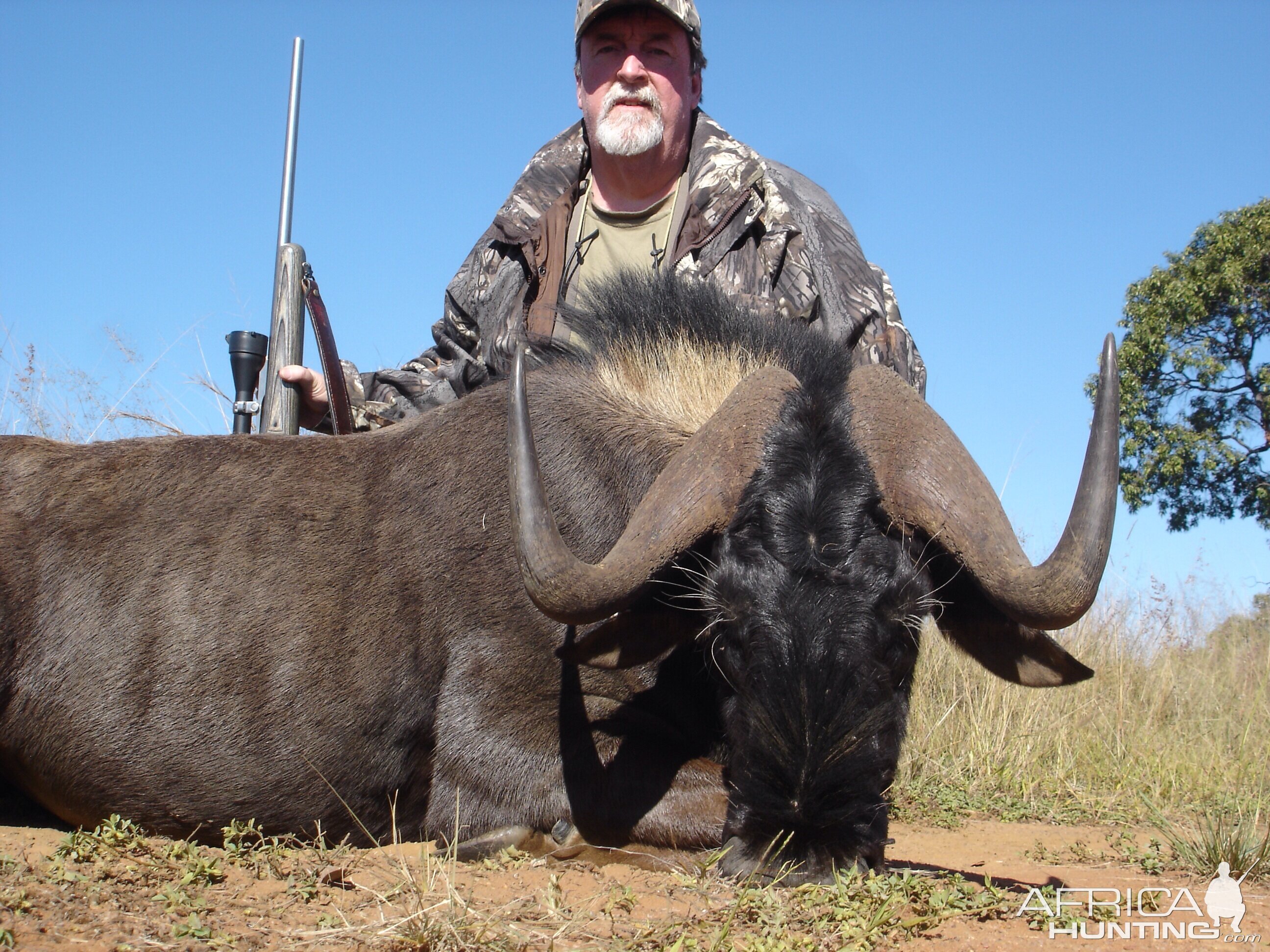 Black Wildebeest 2014