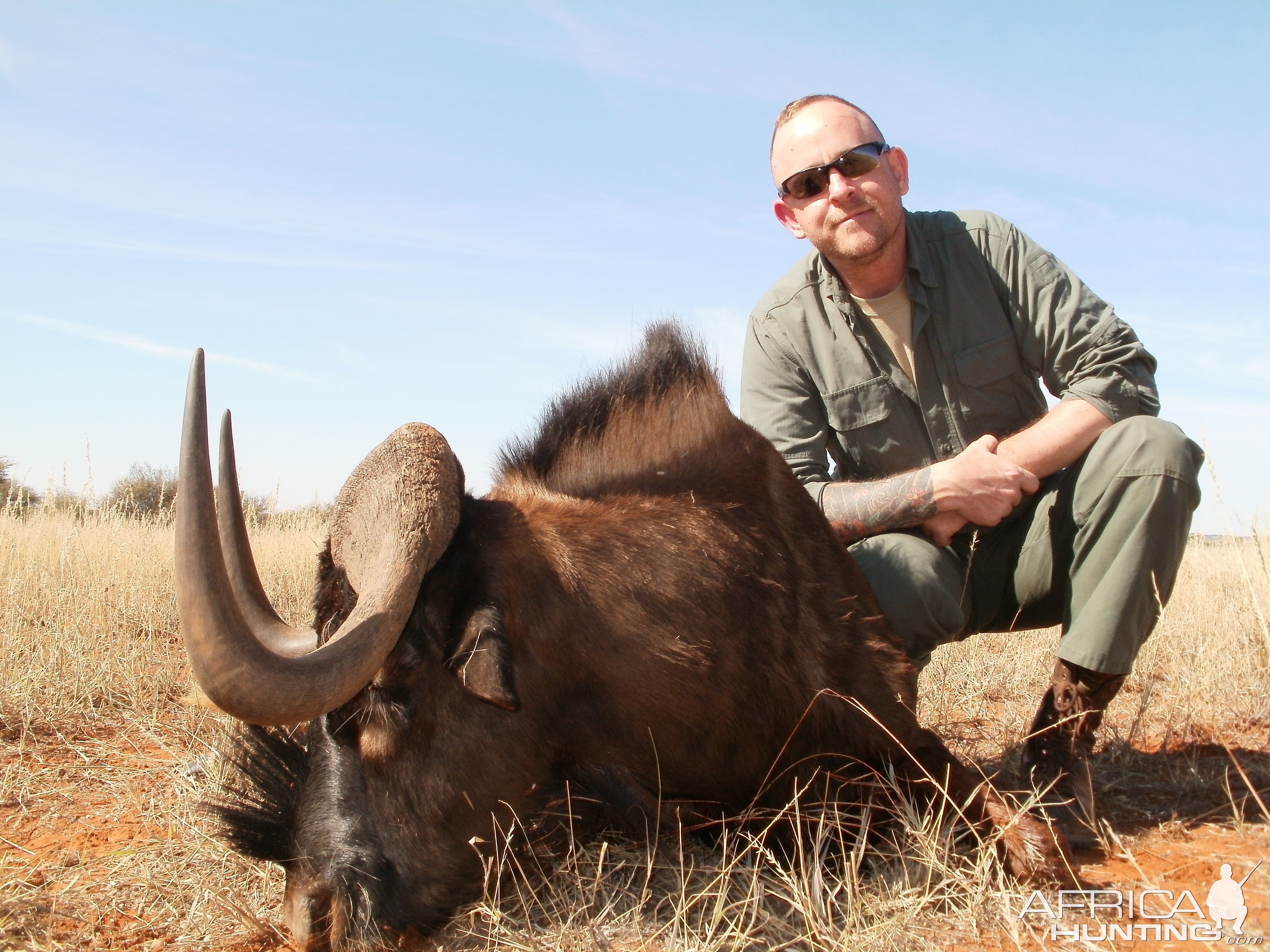 Black Wildebeest 2014