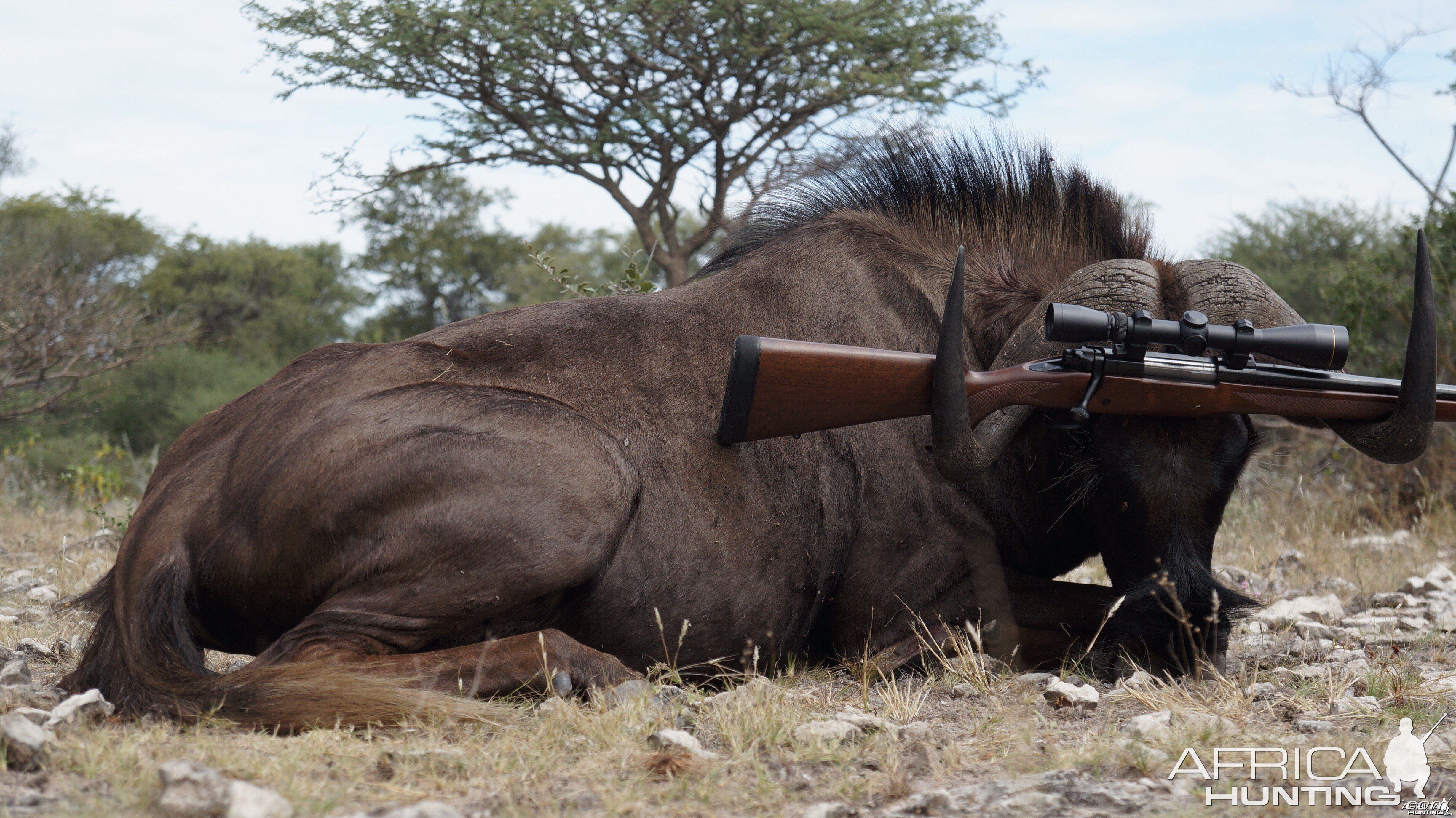 Black Wildebeest 2014