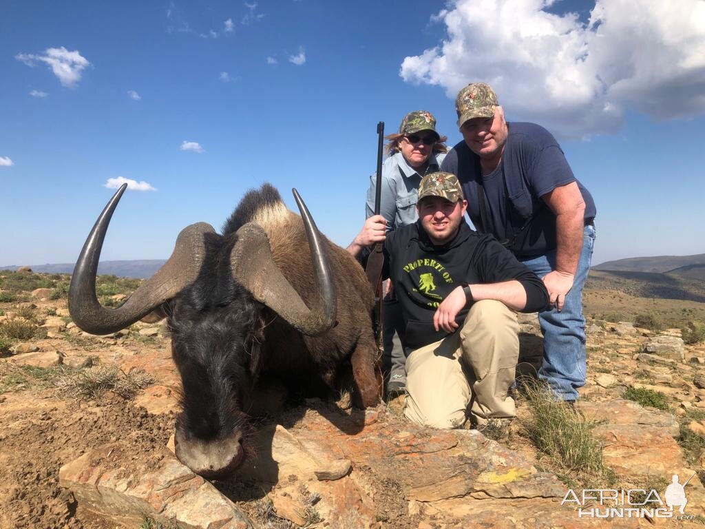 Black Wildebeest 2019