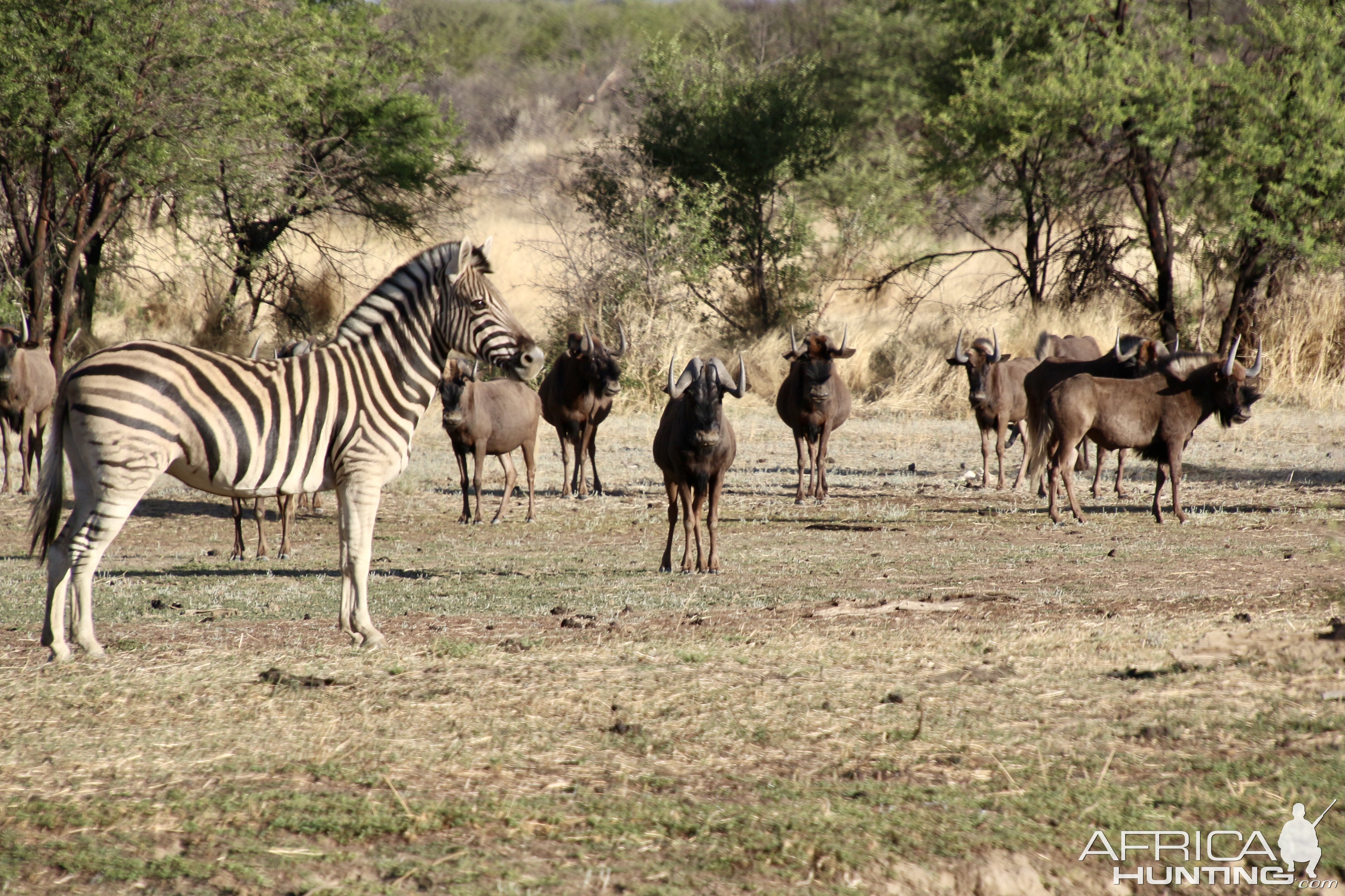 Black wildebeest and Zebra at Zana Botes Safari.jpeg