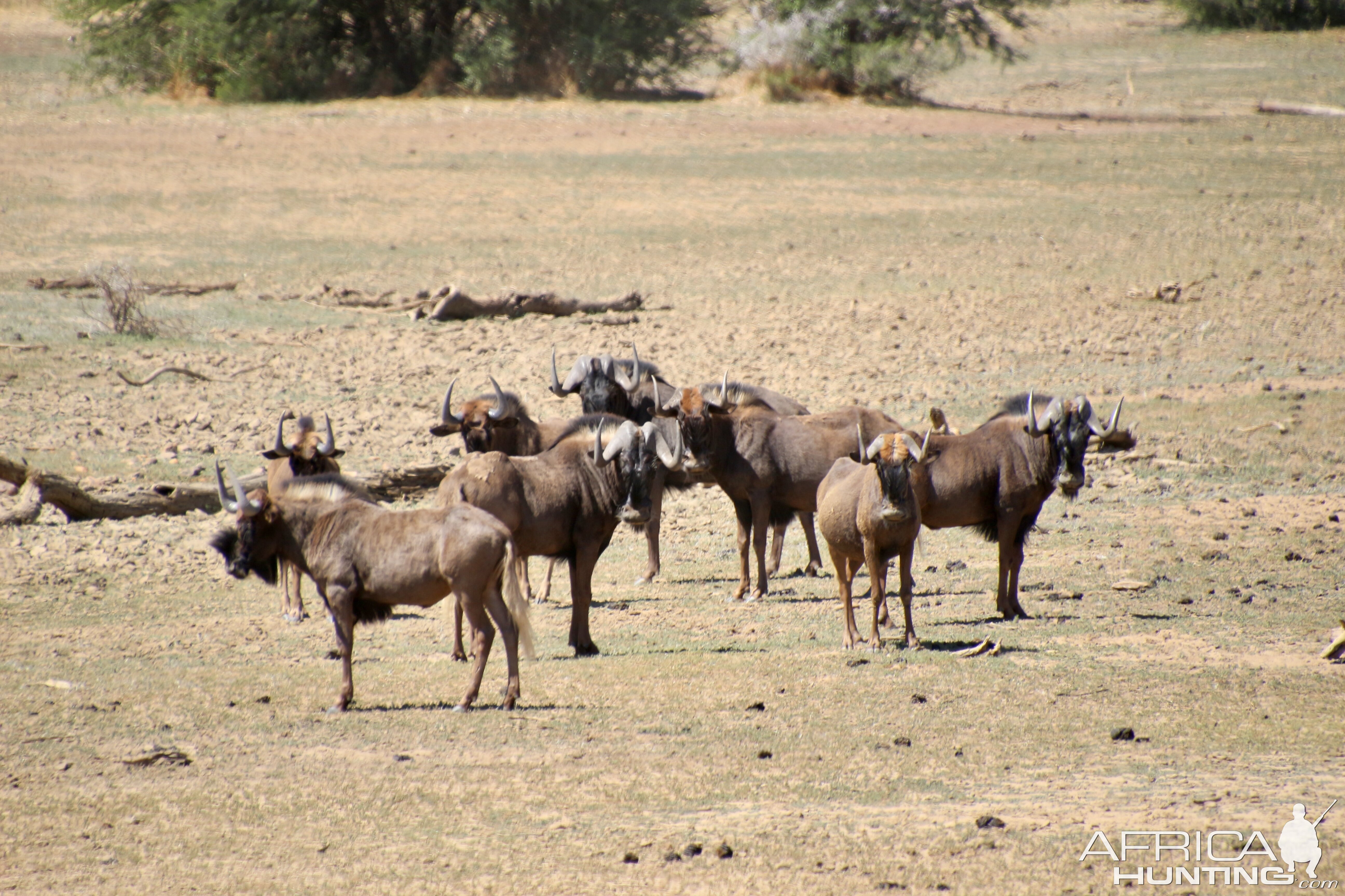 Black Wildebeest At Zana Botes Safari