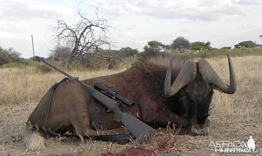 Black Wildebeest Bull - Kataneno