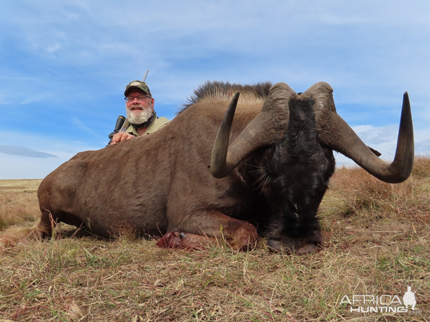 Black Wildebeest Easern Cape South Africa