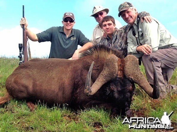 Black Wildebeest ~ East Cape, South Africa