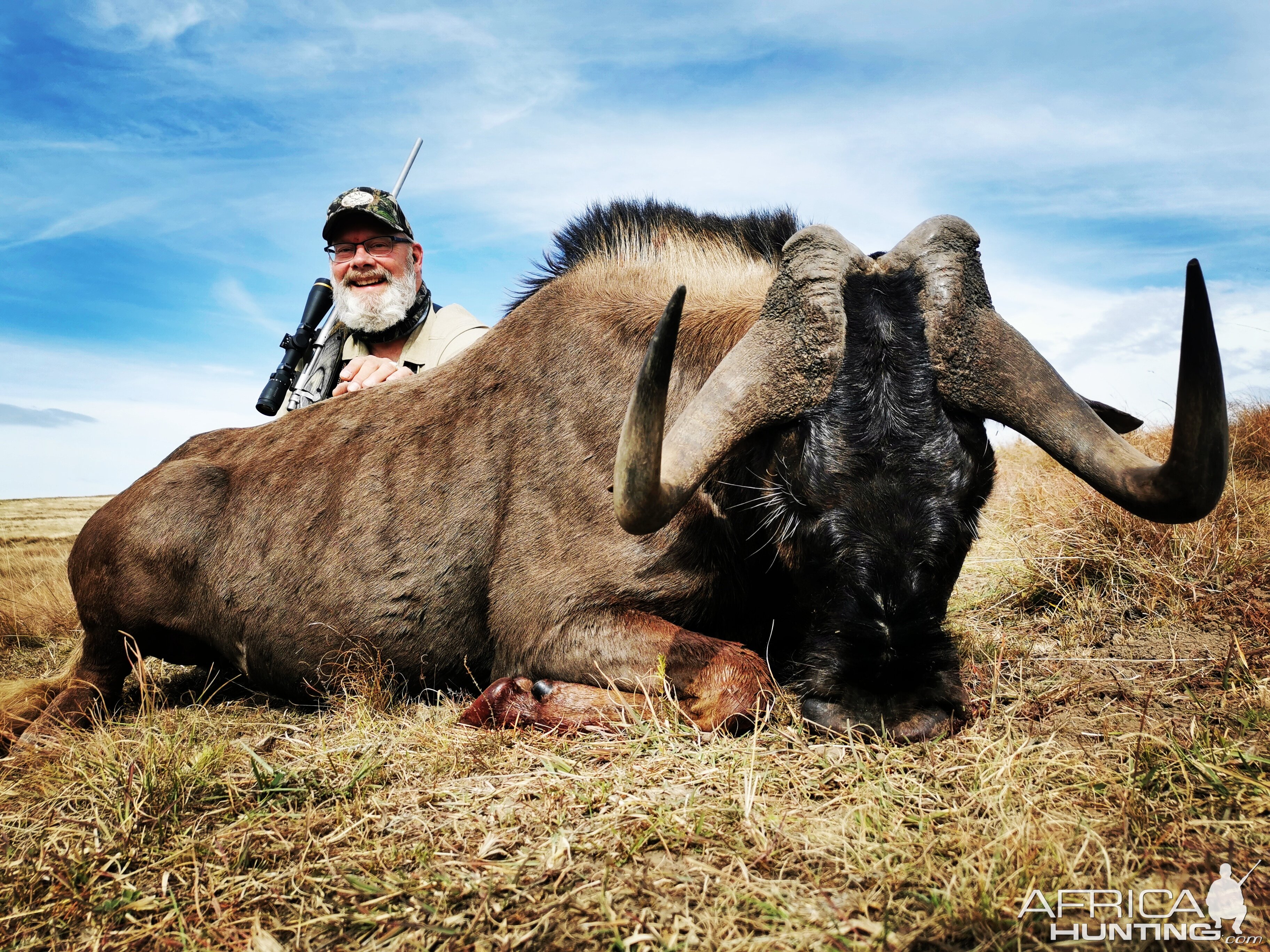 Black Wildebeest Eastern Cape South Africa