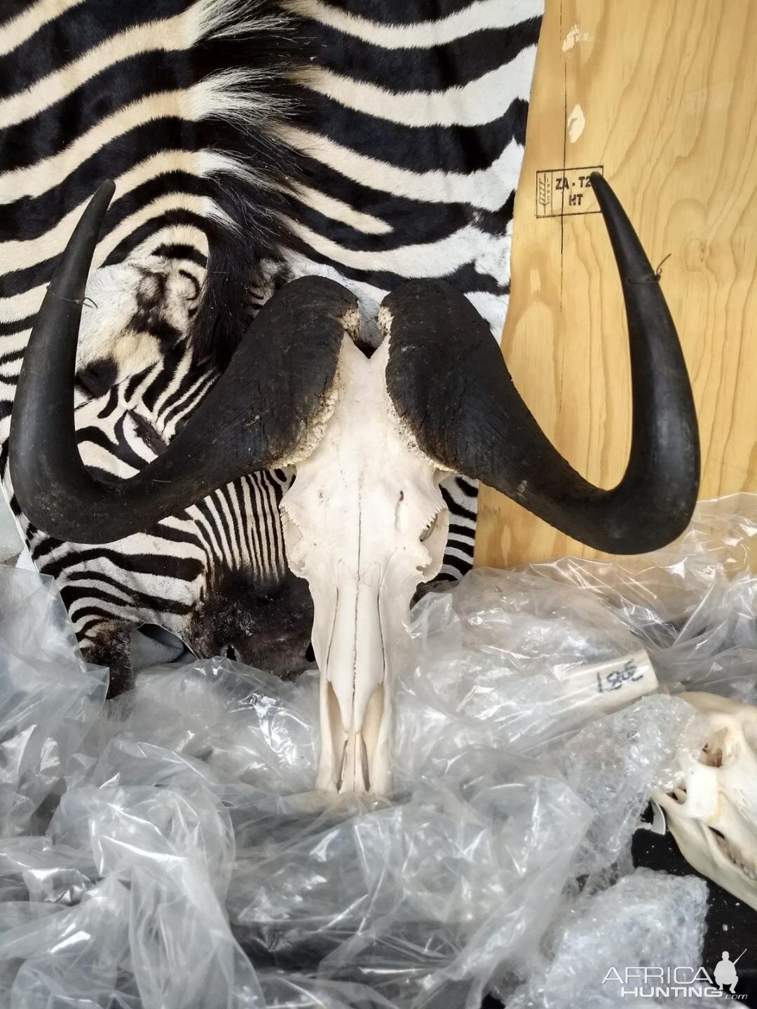 Black Wildebeest European Skull Mount Taxidermy