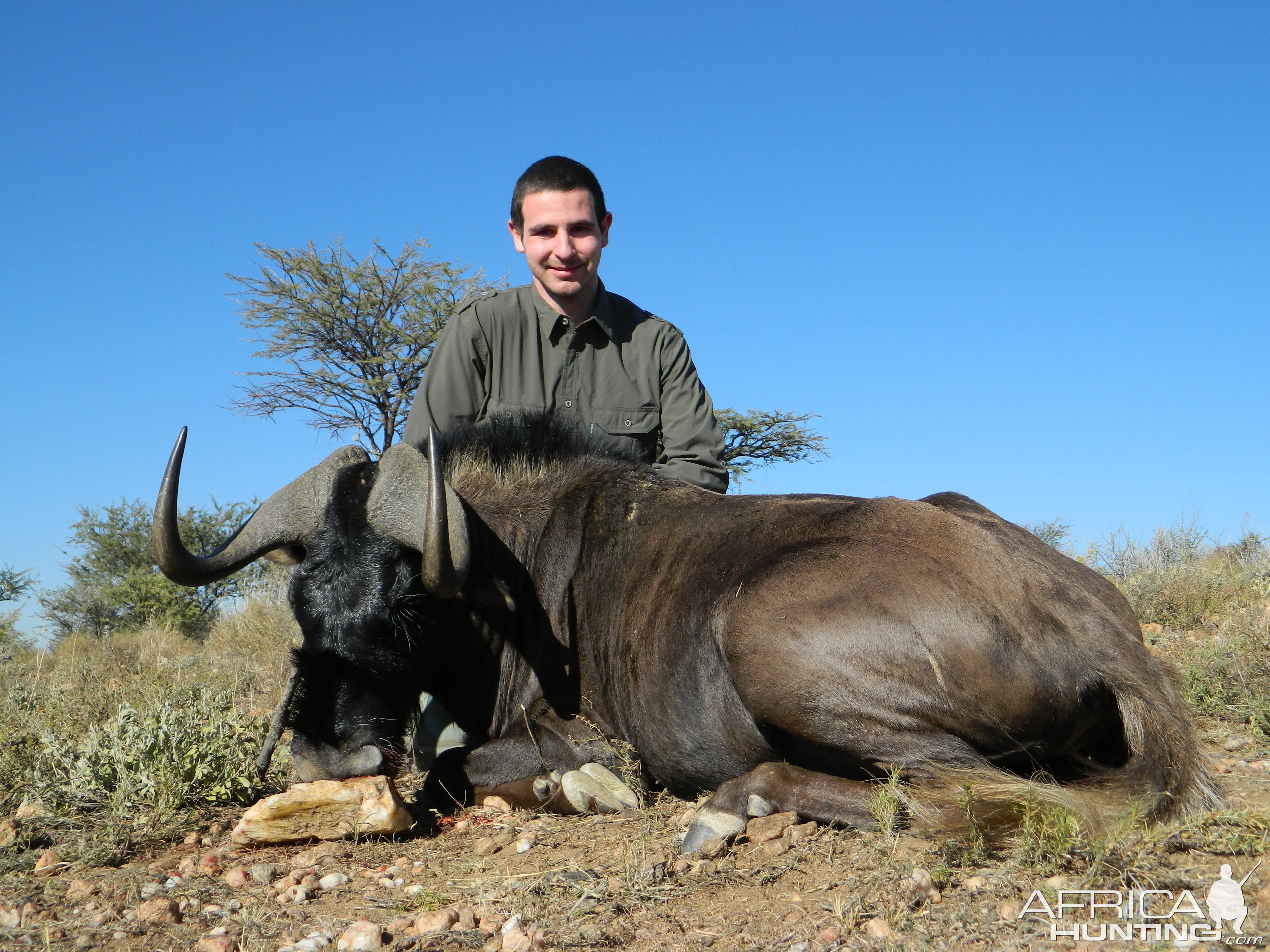 Black Wildebeest from Namibia