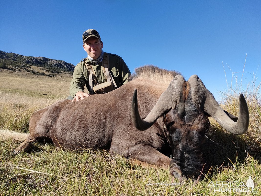 Black Wildebeest Hunt Eadtern Cape South Africa