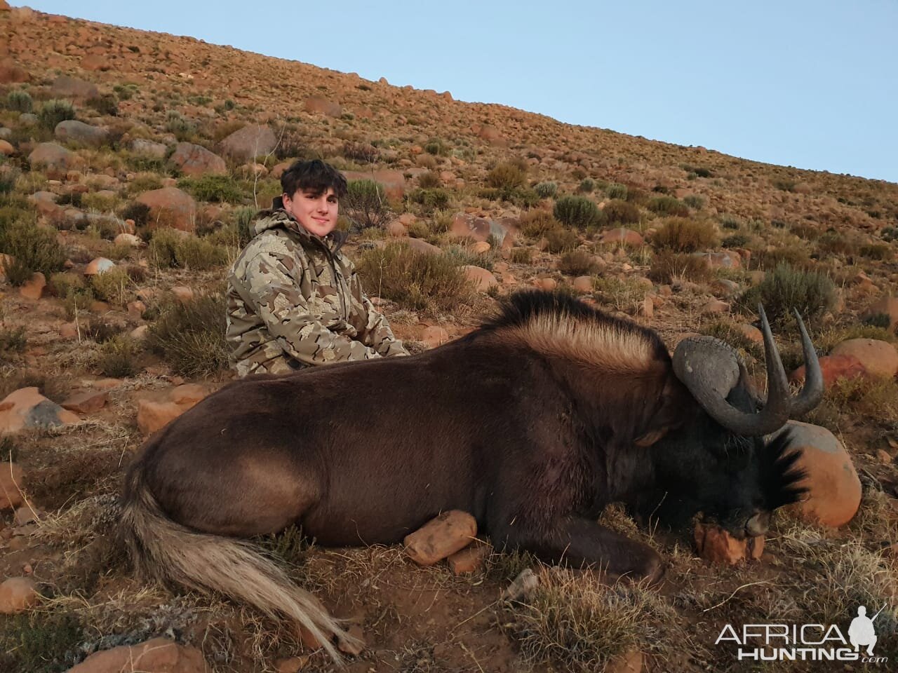 Black Wildebeest Hunt Eastern Cape South Africa