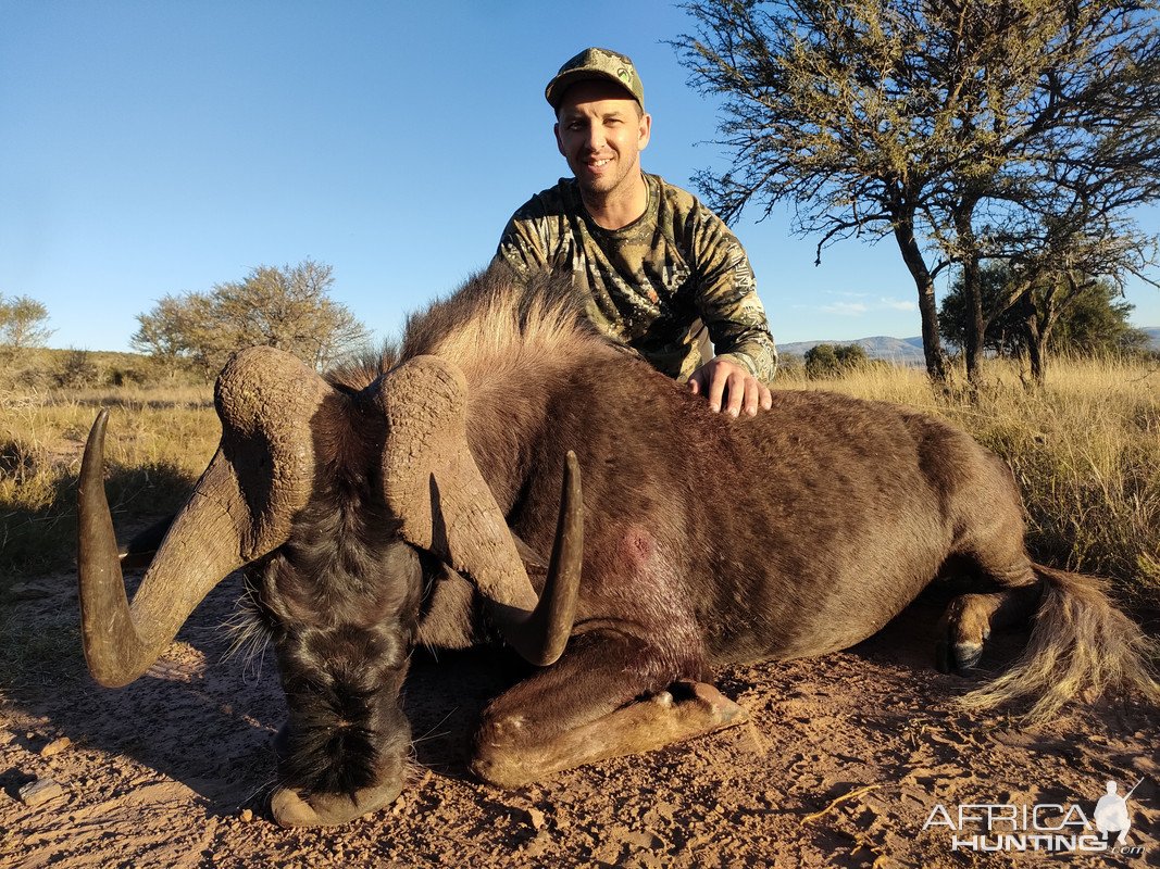 Black Wildebeest Hunt Eastern Cape South Africa